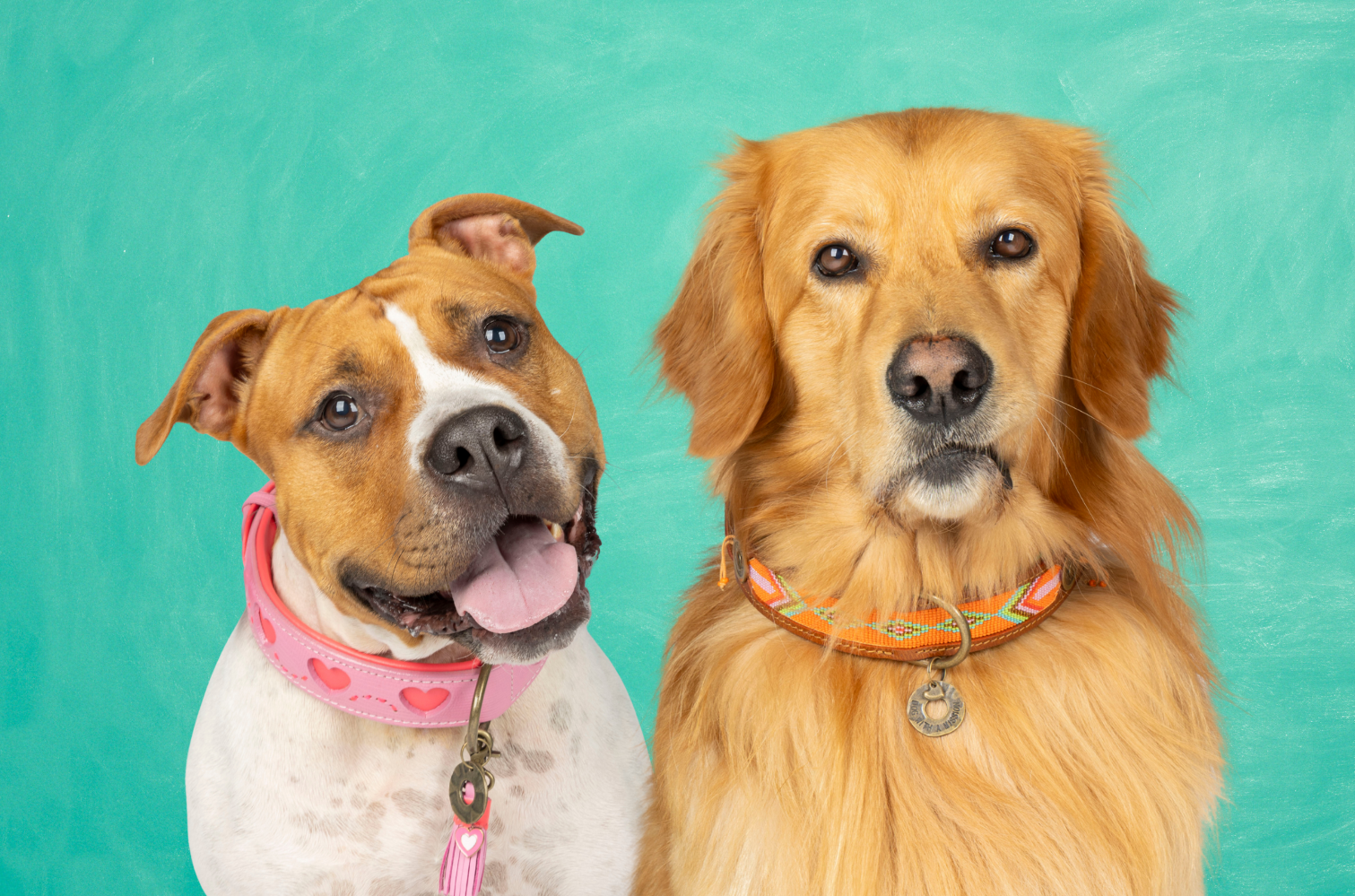 Welke maat heeft mijn hond? (En waarom je NOOIT de oude halsband moet meten!)