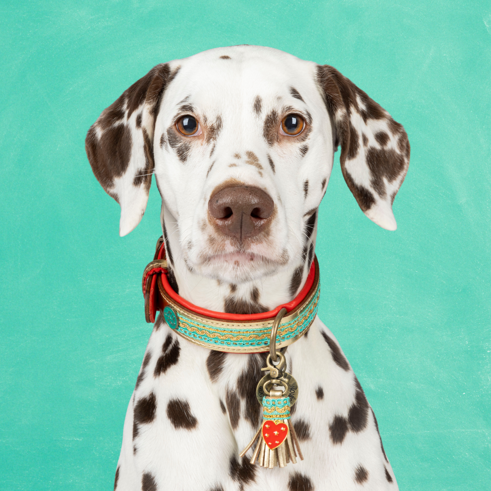 Coco Noël 2,5 cm Halsband M (Halsomvang 32-39 cm / 2,5 cm)