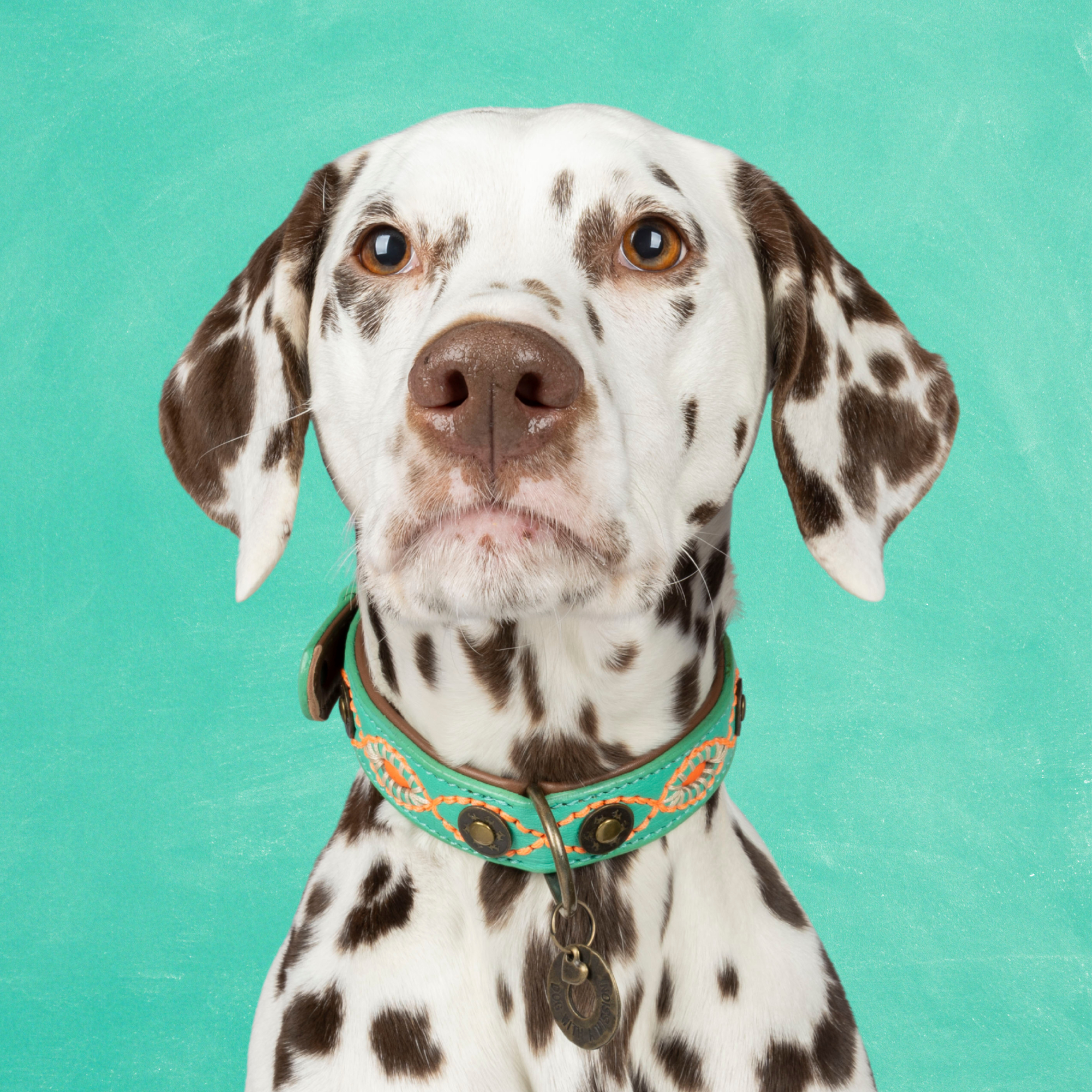 Urban Janis Hundehalsband M (Halsumfang 32-39 cm / 2,5 cm)