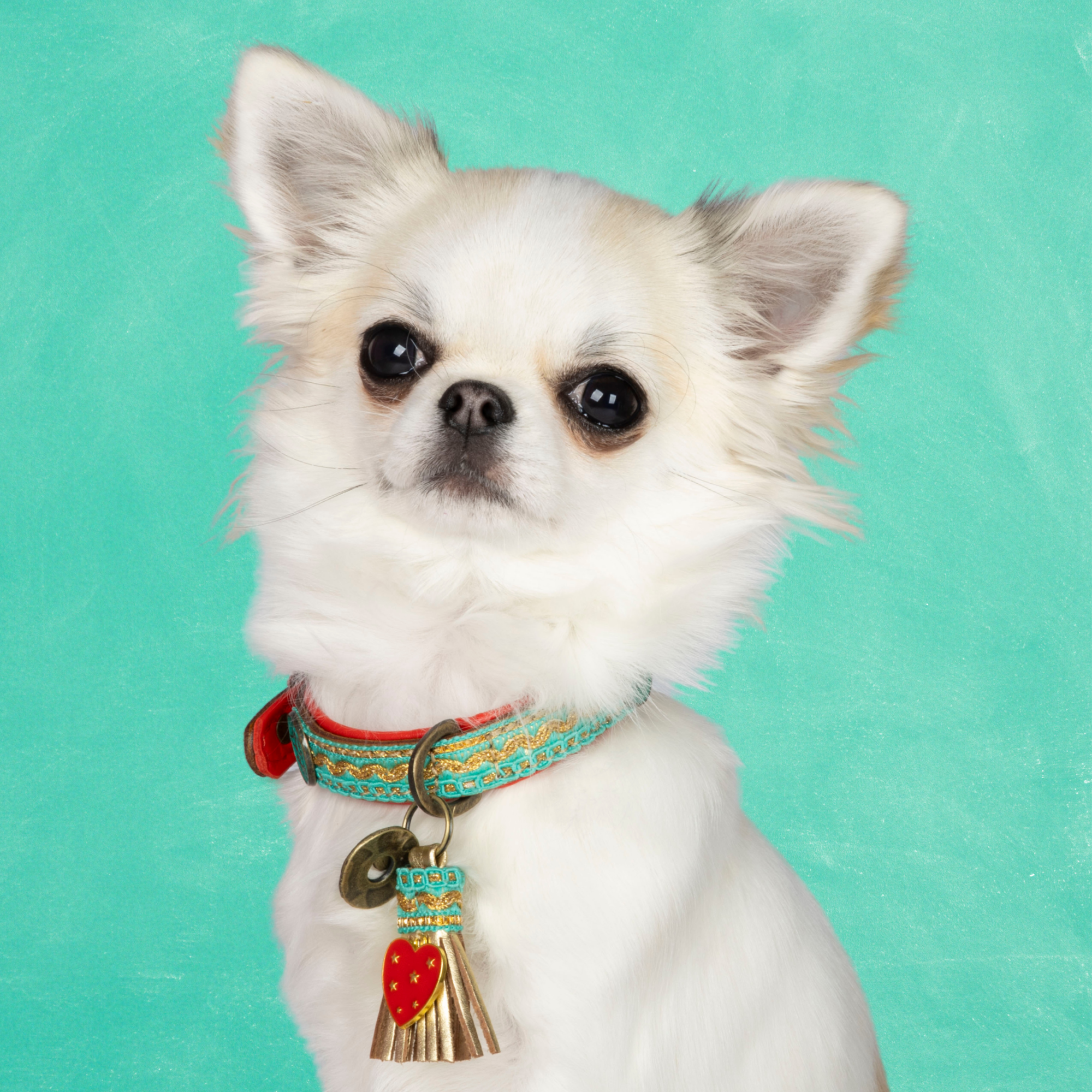 Coco Noël Halsband 2 cm XXS (Halsomvang 19-24 cm / 2 cm)