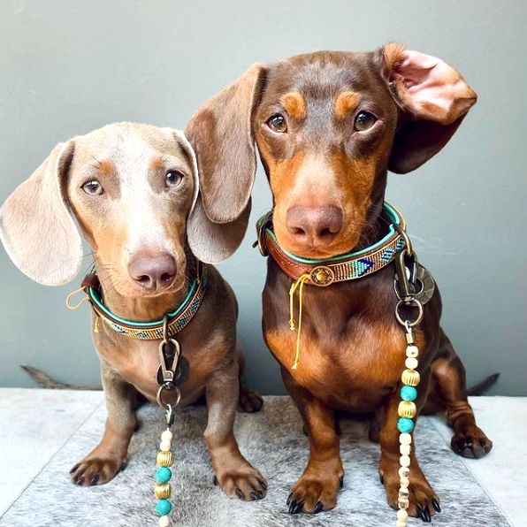 Beads Indi Moon Dog Collar XXS (Neck Size 22-24 cm / 2 cm)