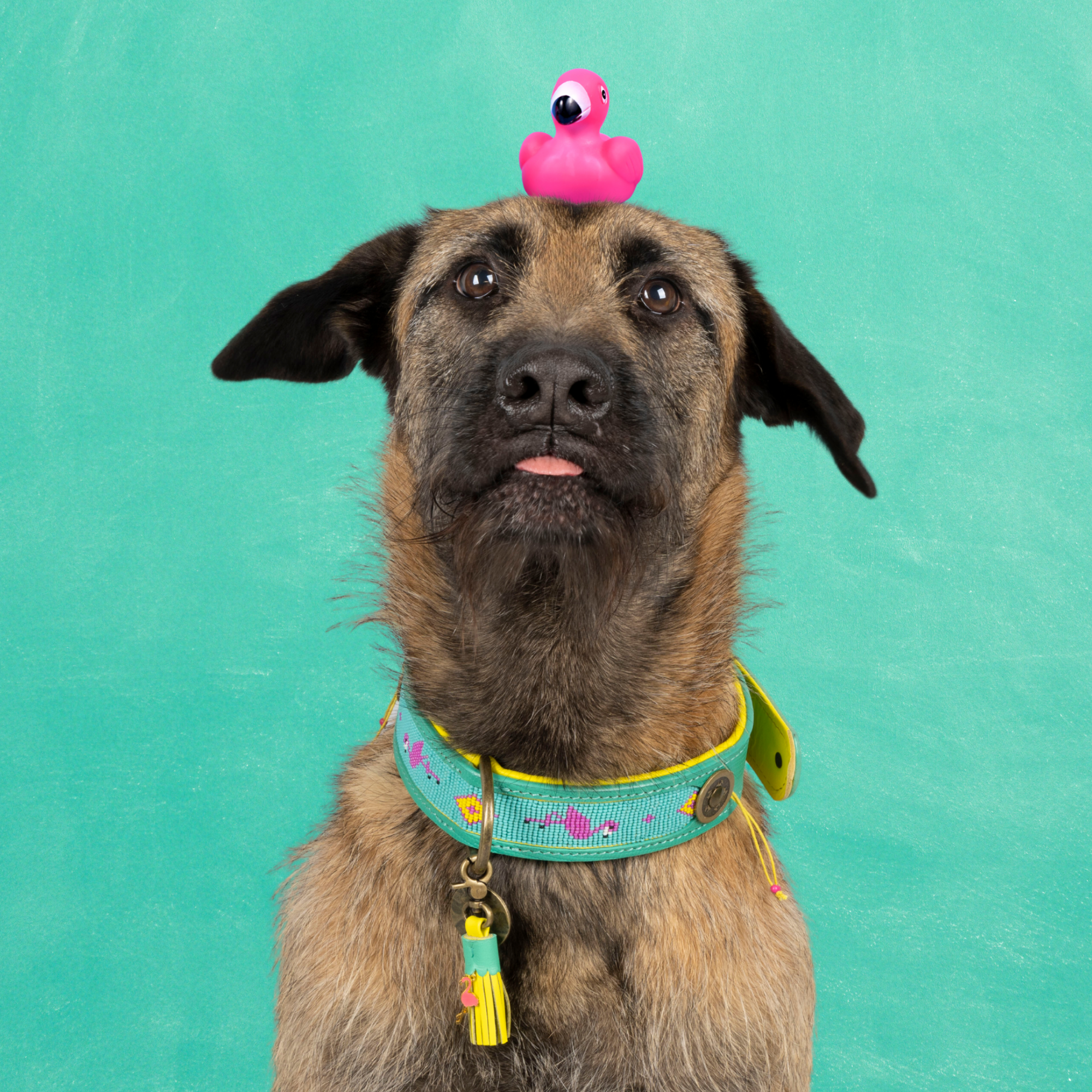 Chogogo Dog Collar XL (Neck Size 47-57 cm / 4 cm)