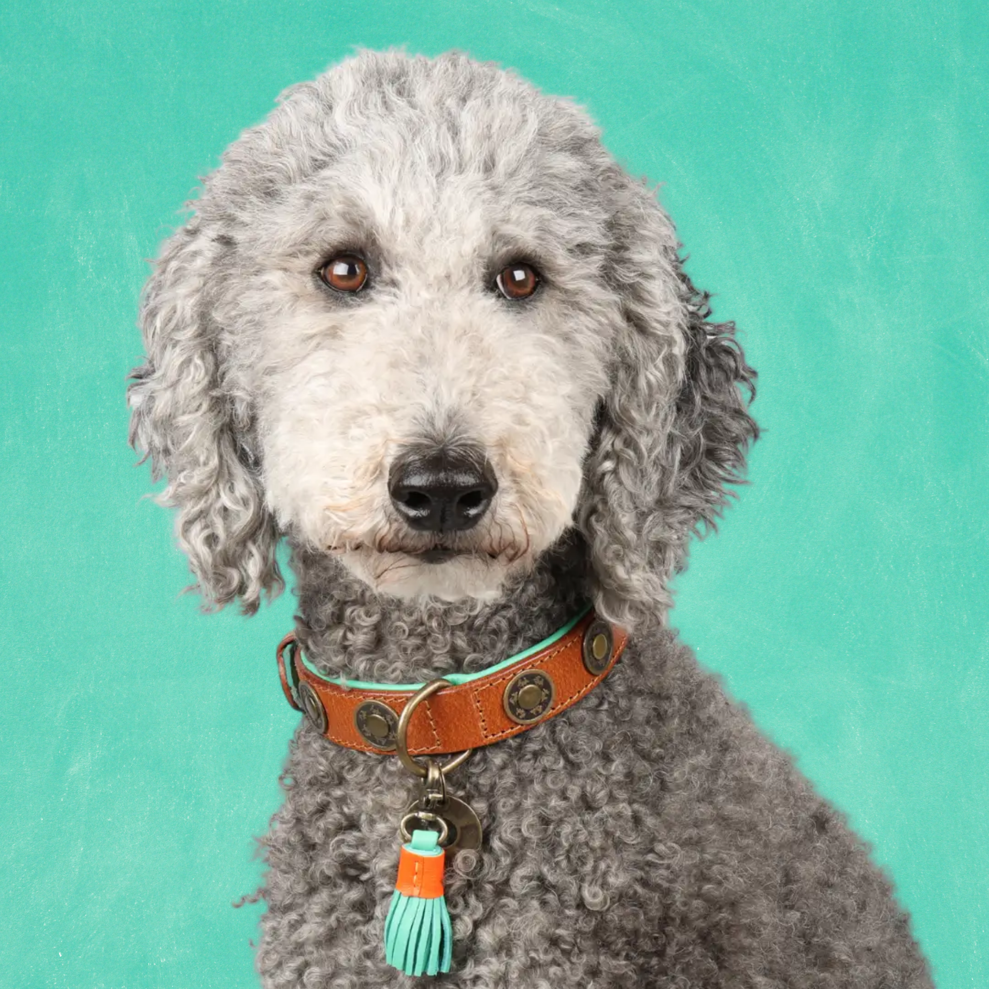 Urban Hondenhalsband L (Halsomvang 38-47 cm / 2,5 cm)