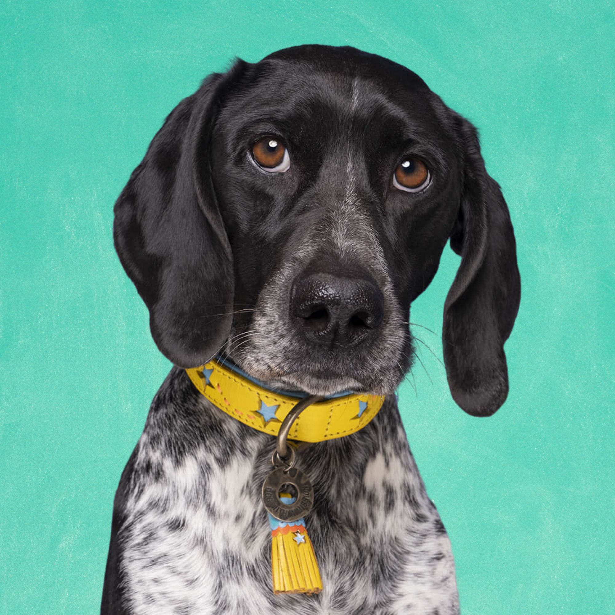 Urban Blue Star Hondenhalsband XXXS (Halsomvang 15-21 cm / 1,5 cm)