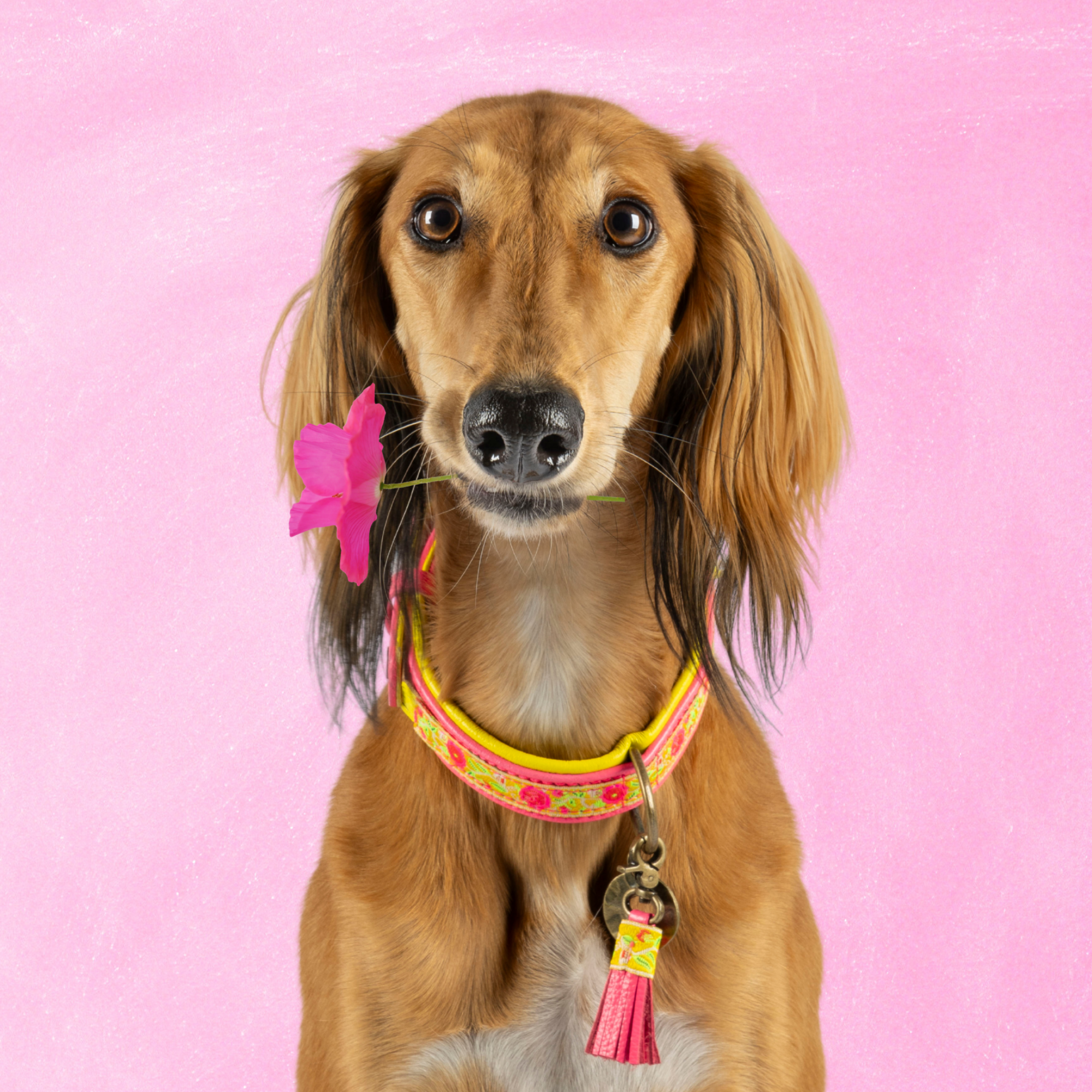 Lotus Hondenhalsband L ( Halsomvang 38-47 cm / 2,5 cm)