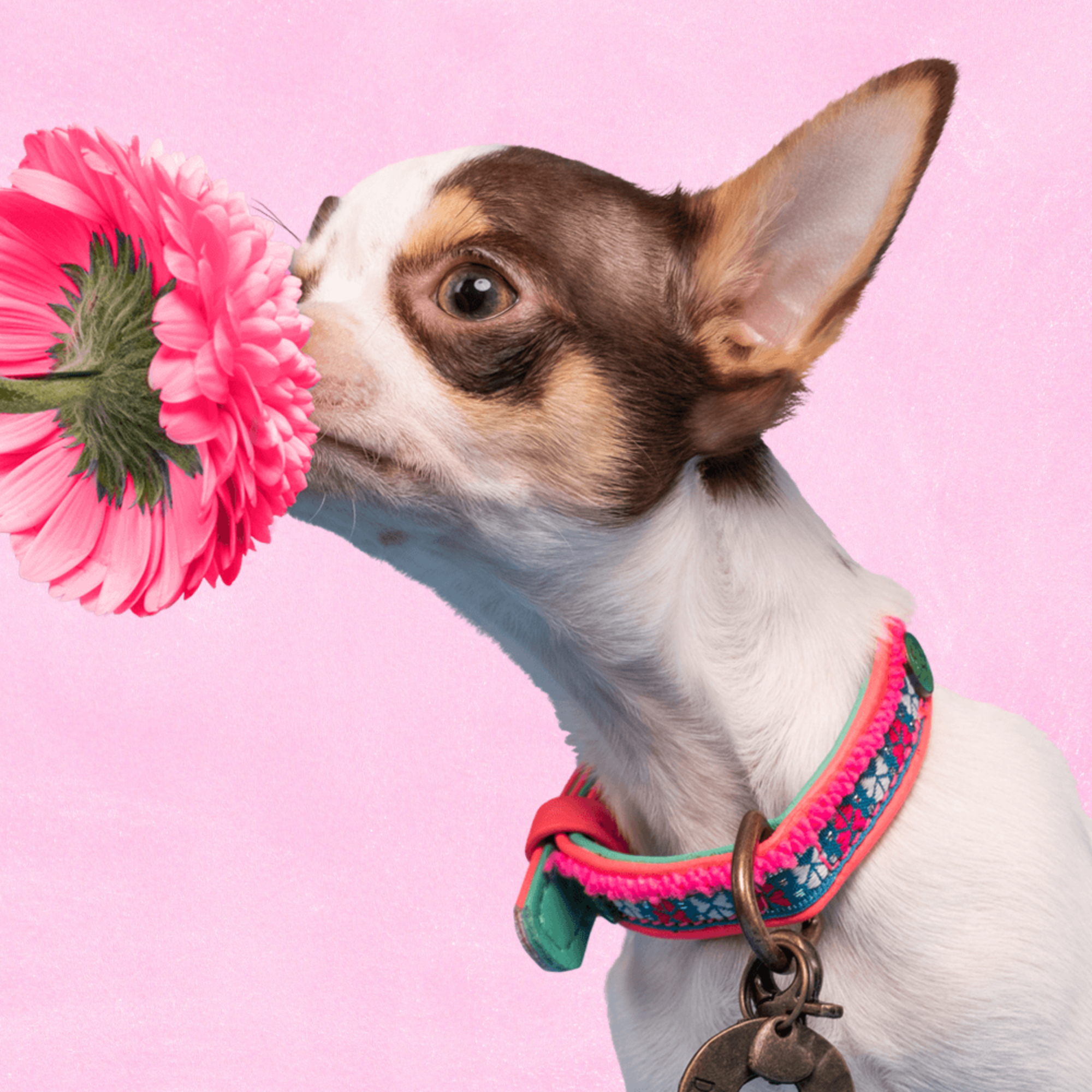 Mini Hond Molly Hondenhalsband XXXS (Halsomvang 15-21 cm / 1,5 cm)