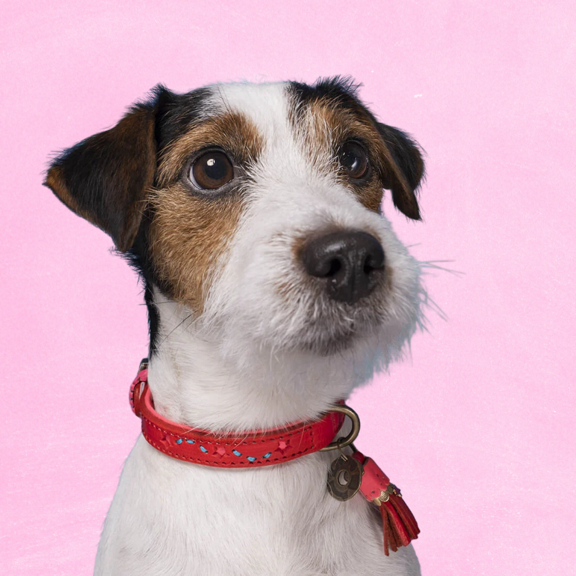 Urban Pink Star Hondenhalsband XXL ( Halsomvang 55-65 cm / 4 cm)