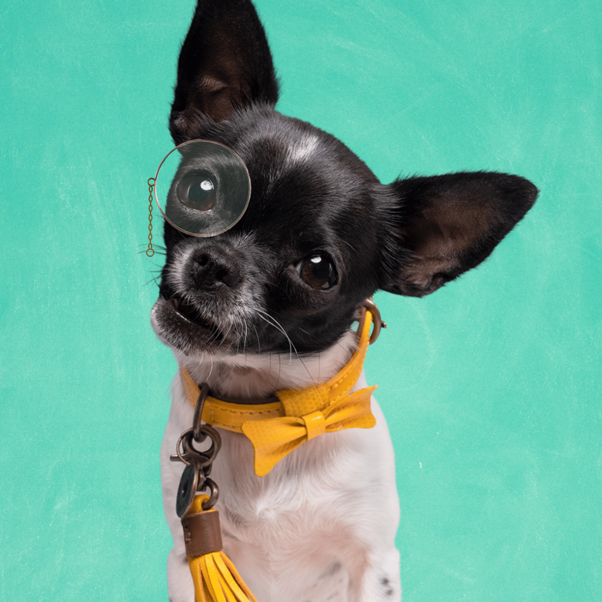 City Bibi Hondenhalsband XXXS (Halsomvang 15-21 cm / 1,5 cm)