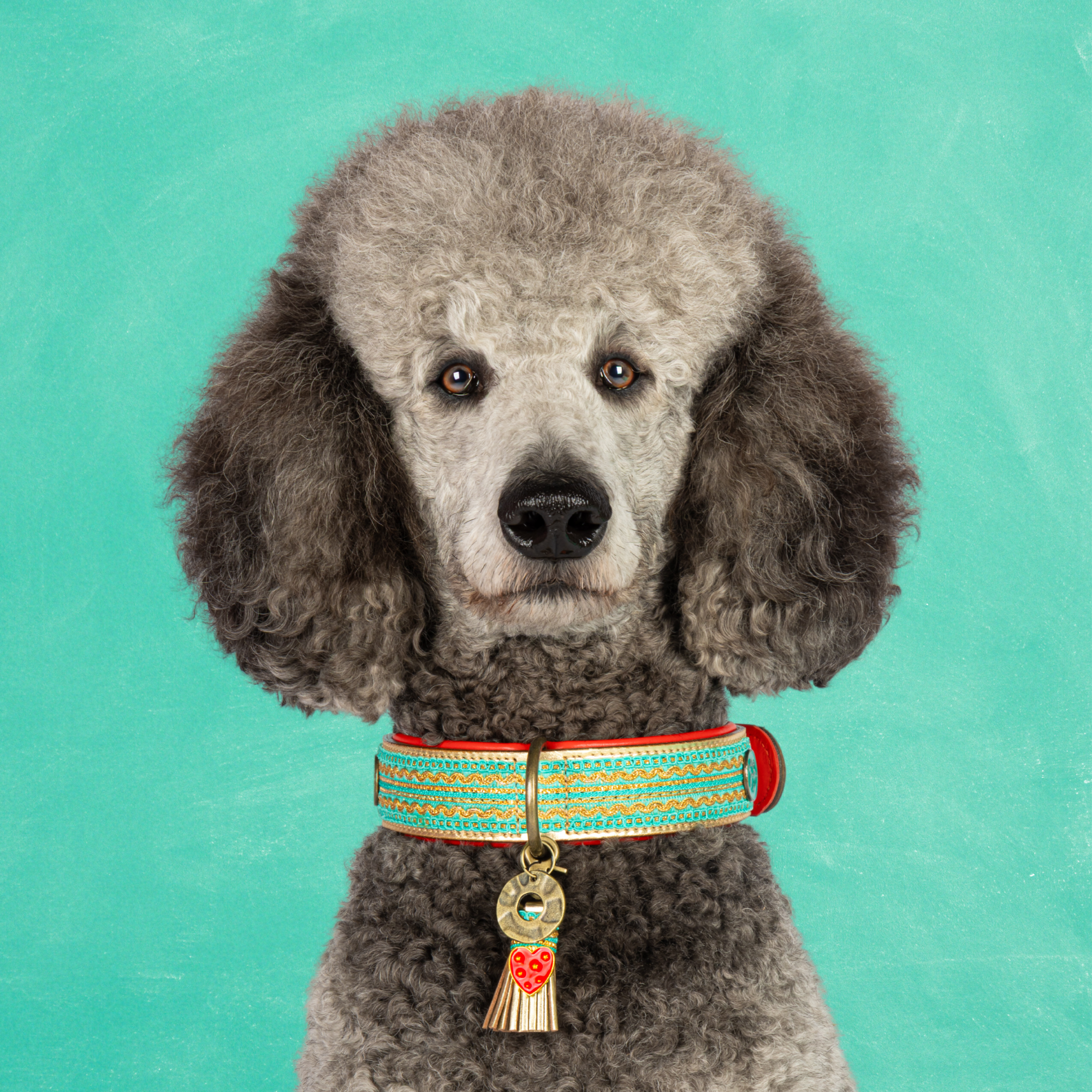 Coco Noël hondenhalsband L (Halsomvang 38-47 cm / 4 cm)