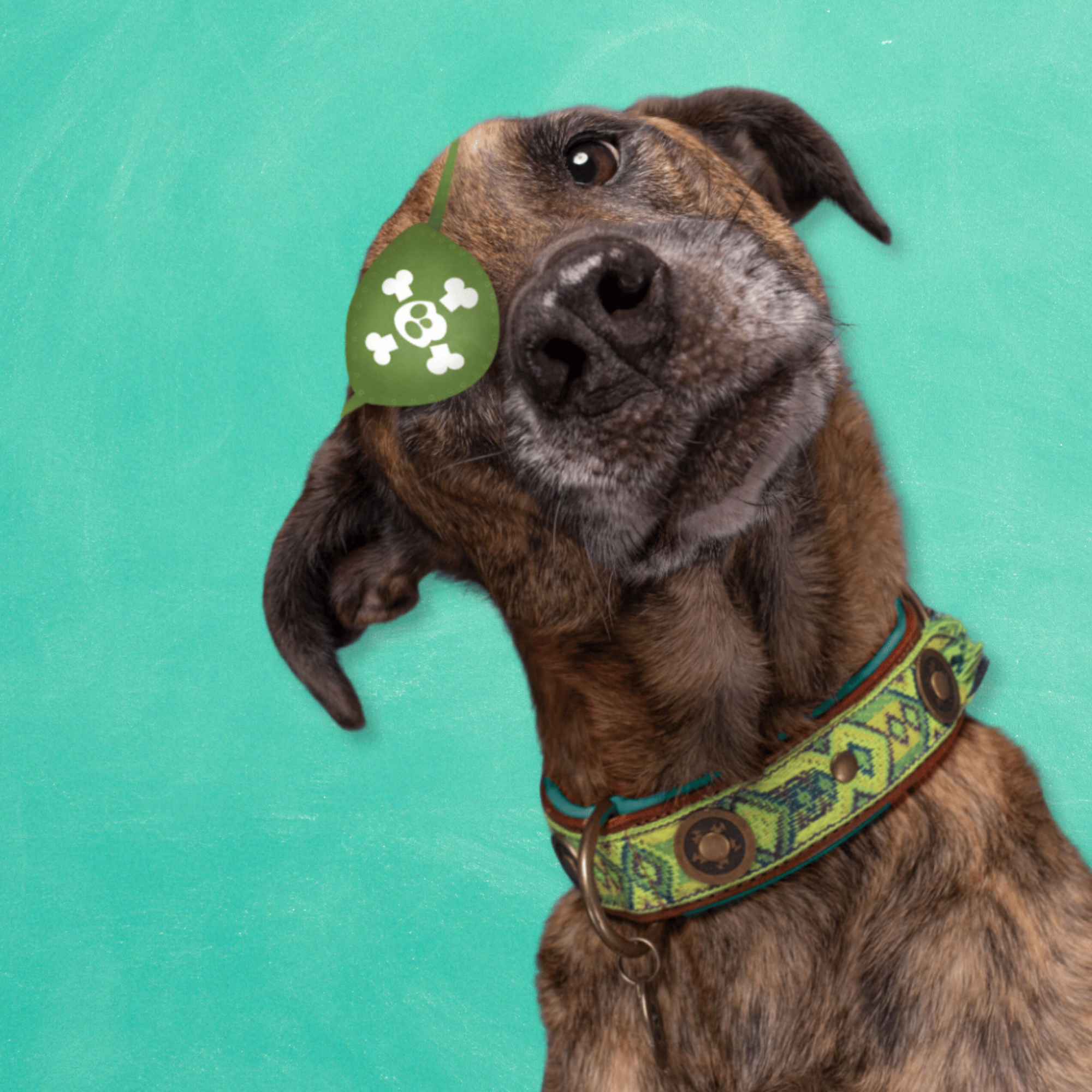 Boho Diego Hondenhalsband XXS (Halsomvang 19-24 cm / 2 cm)