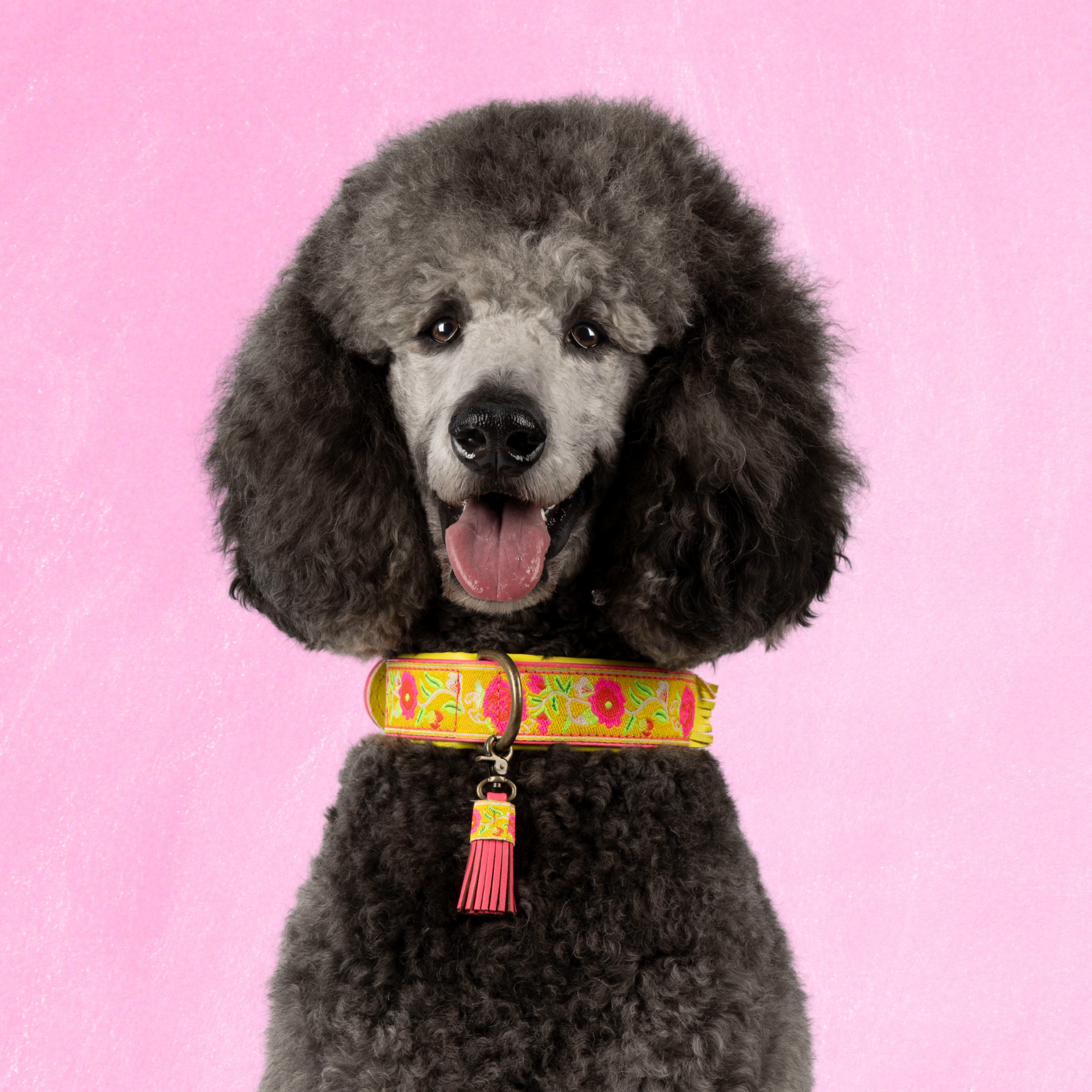 Lotus Hondenhalsband L (Halsomvang 38-47 cm / 4 cm)