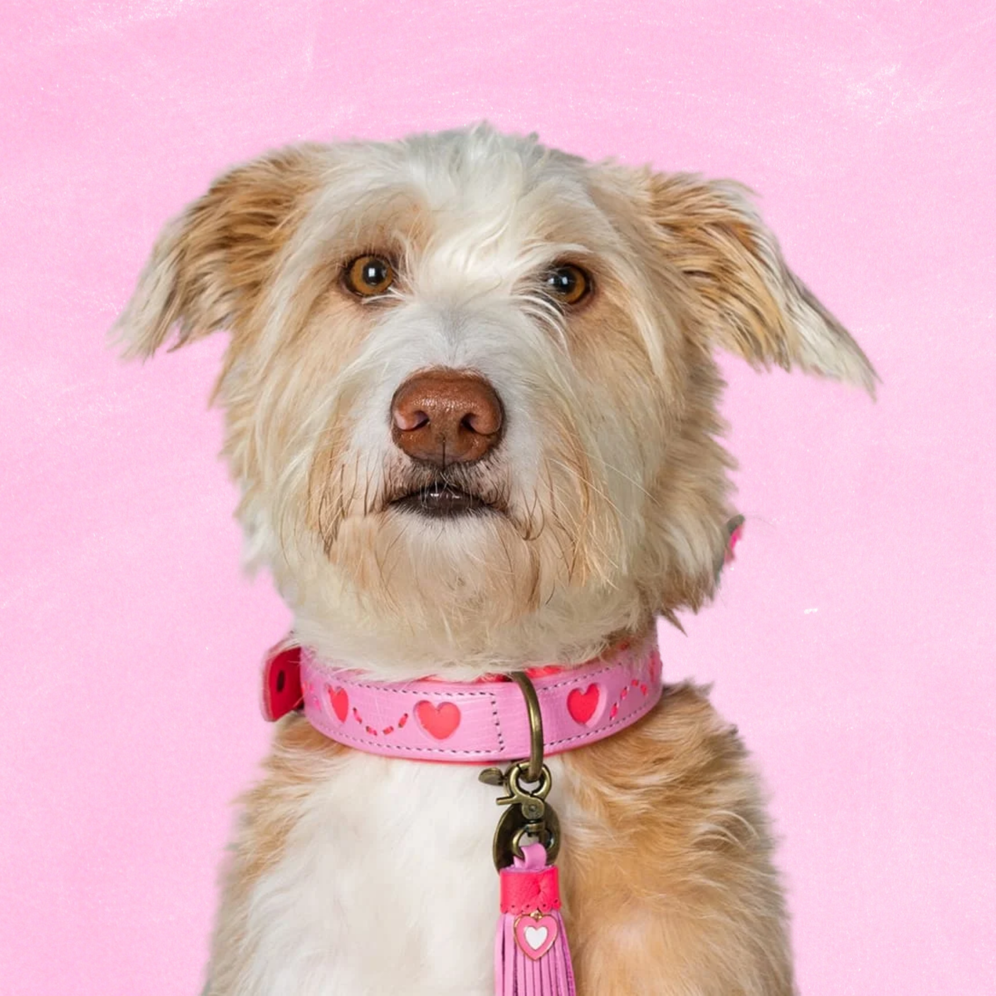 Sweety Hondenhalsband XXL (Halsomvang 55-65 cm / 4 cm)