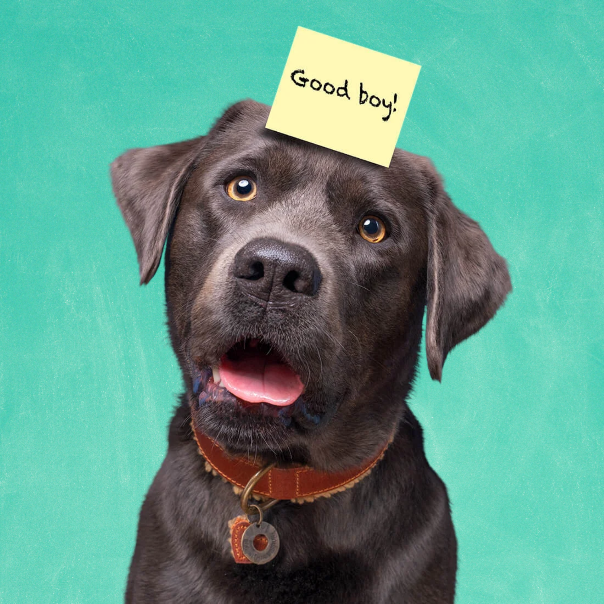 Urban Teddy Hondenhalsband XL (Halsomvang 47-57 cm / 4 cm)