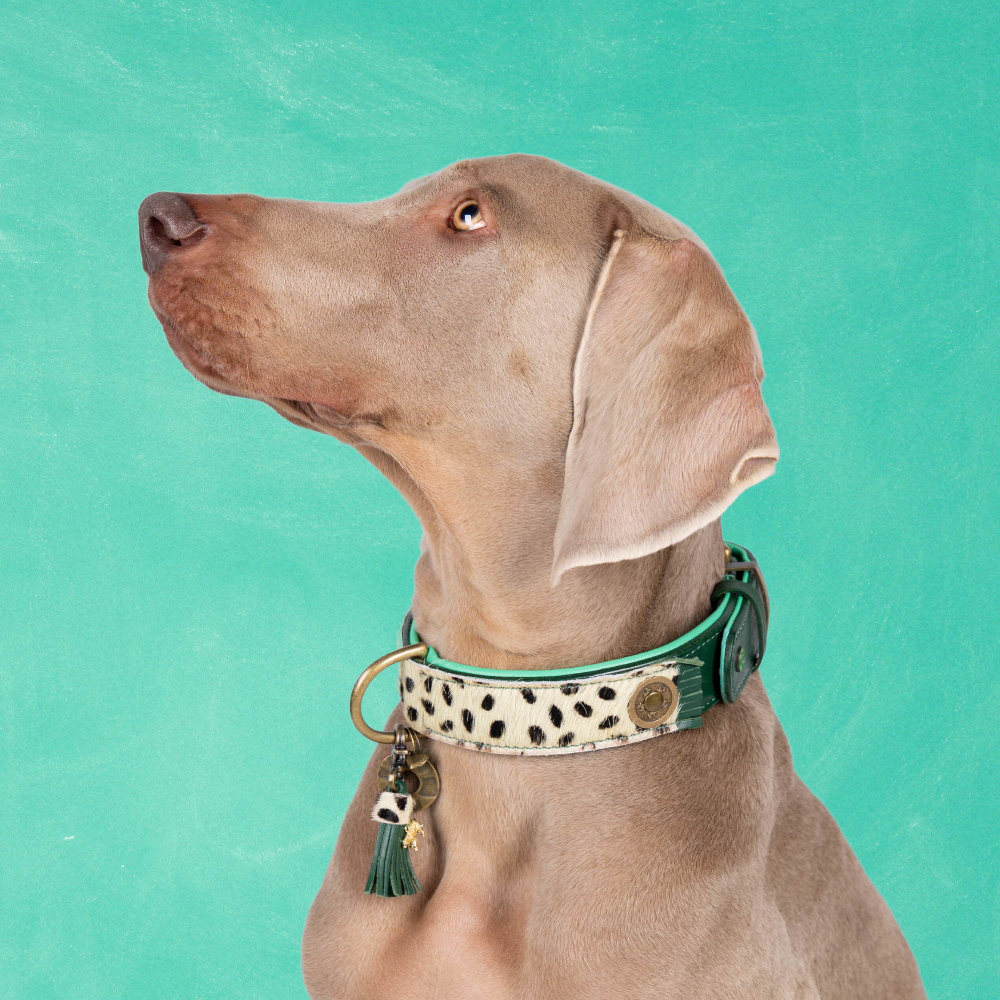 Ivy Hondenhalsband XXL ( Halsomvang 55-65 cm / 4 cm)