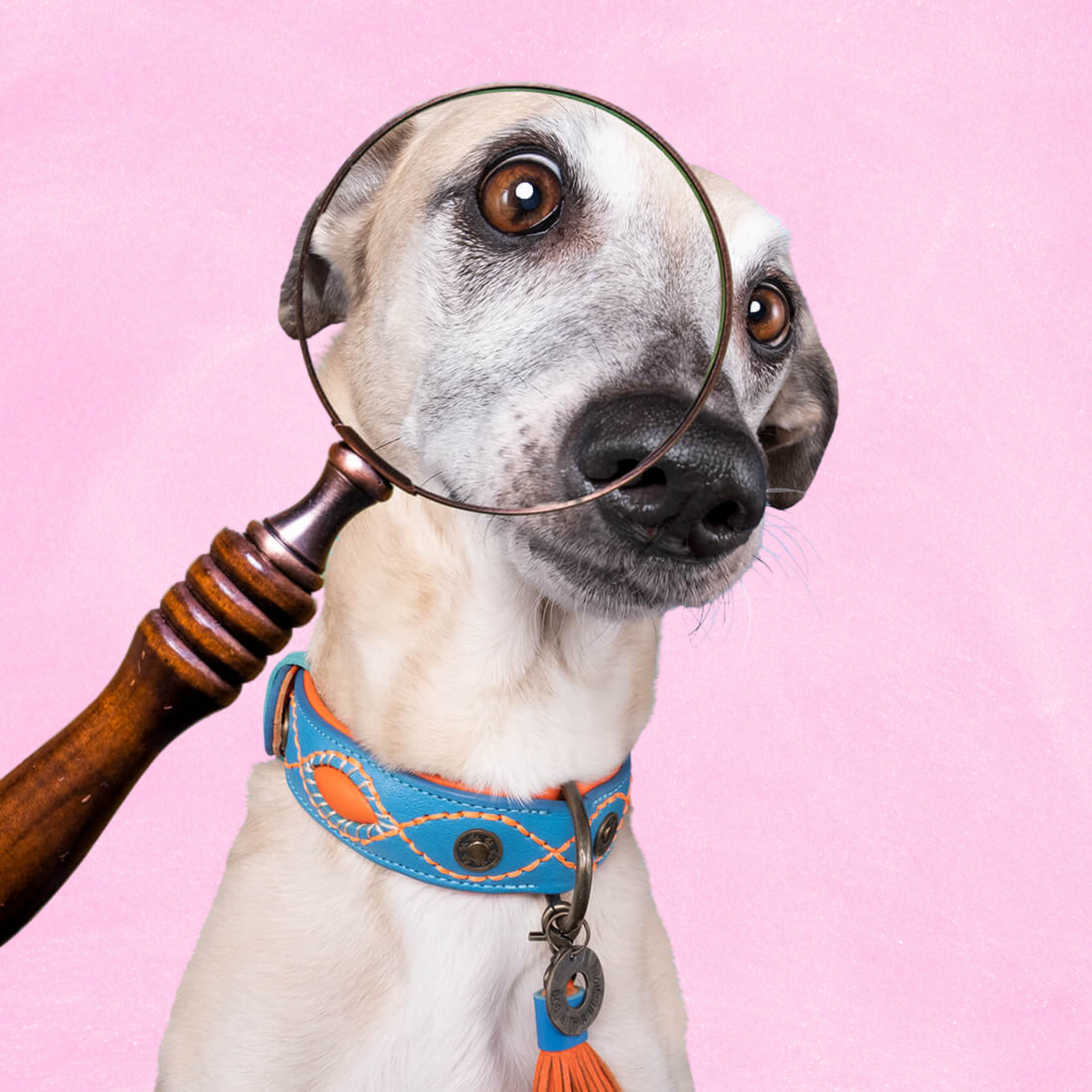 Urban Jones Hondenhalsband S (Halsomvang 27-33 cm / 2,5 cm)