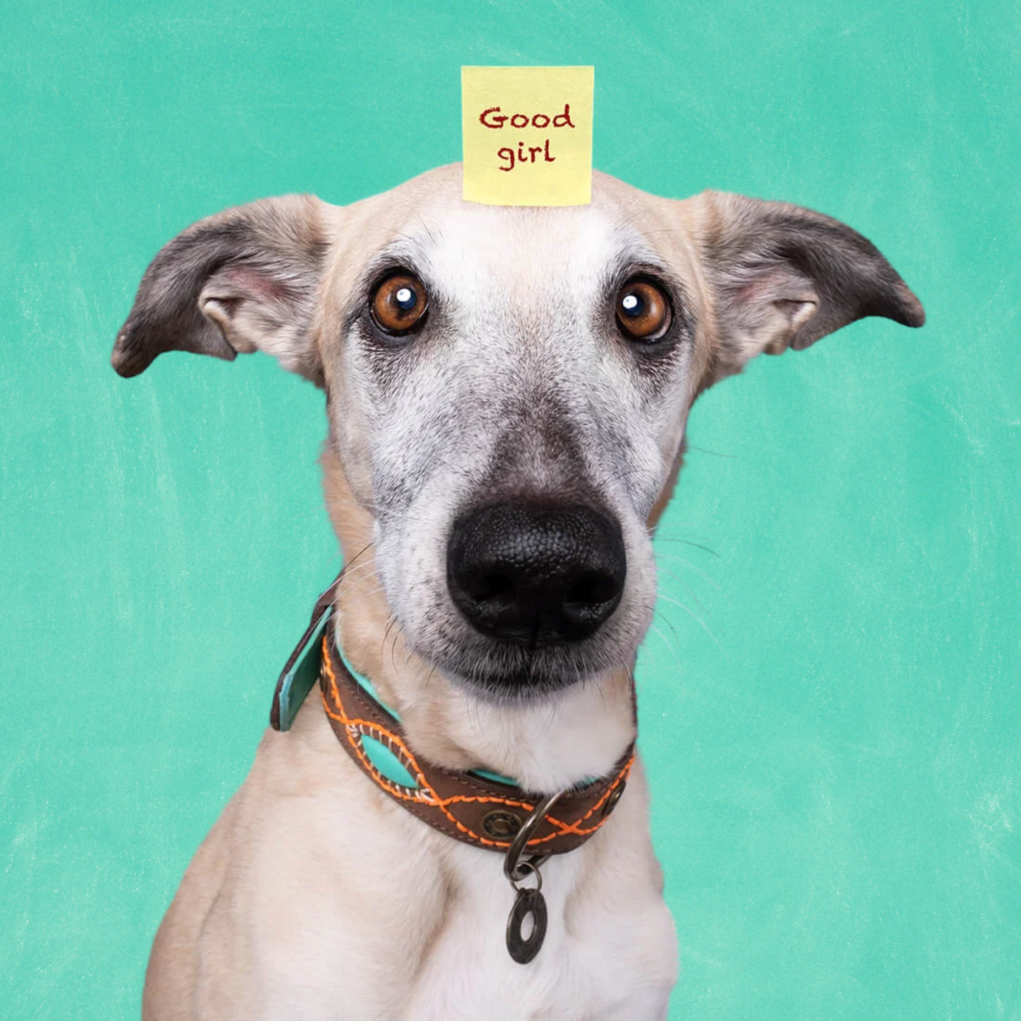 Urban Joplin Hundehalsband L (Halsumfang 38-47 cm / 4 cm)