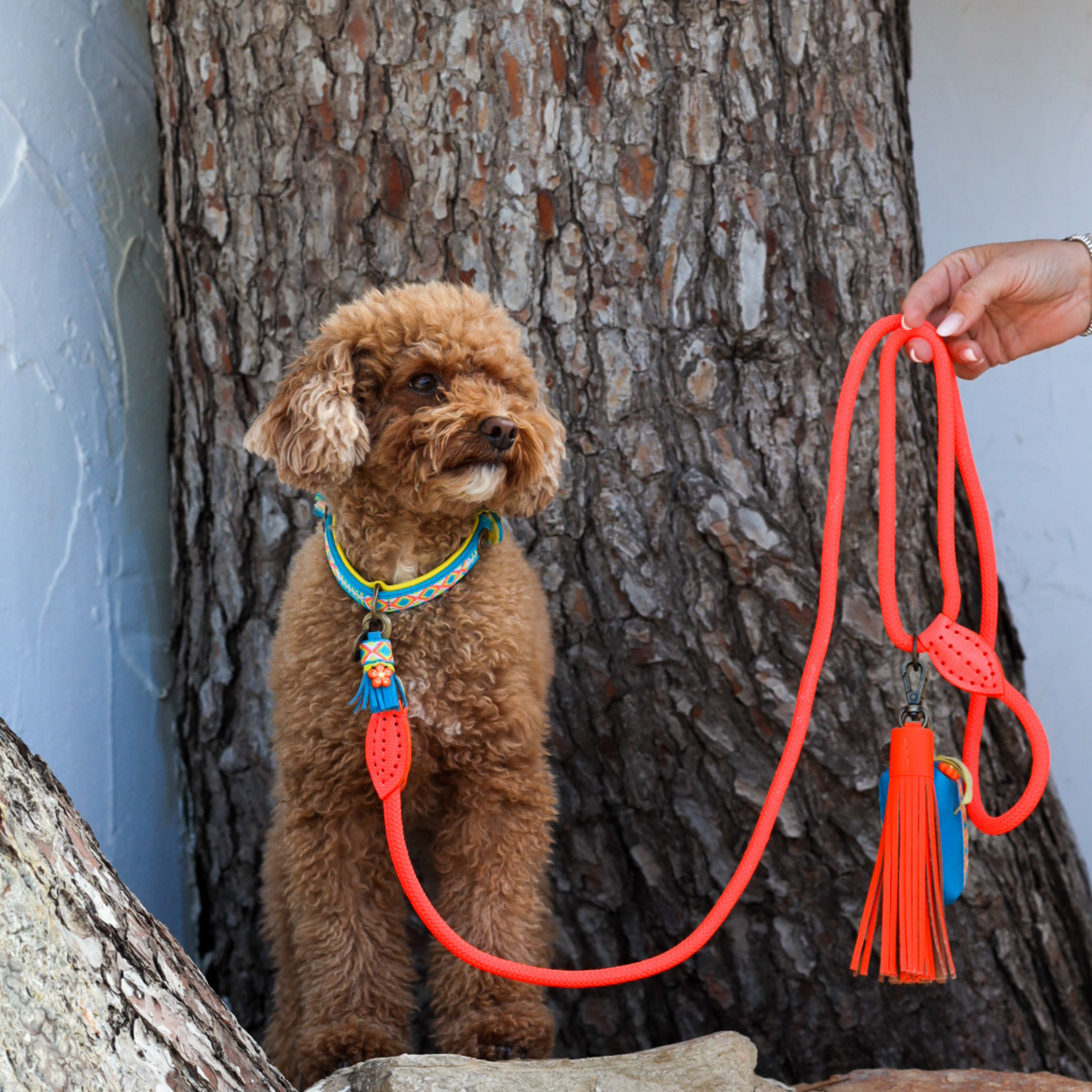 Aloha Dog Collar XS (Neck Size 25-29 cm / 2 cm)