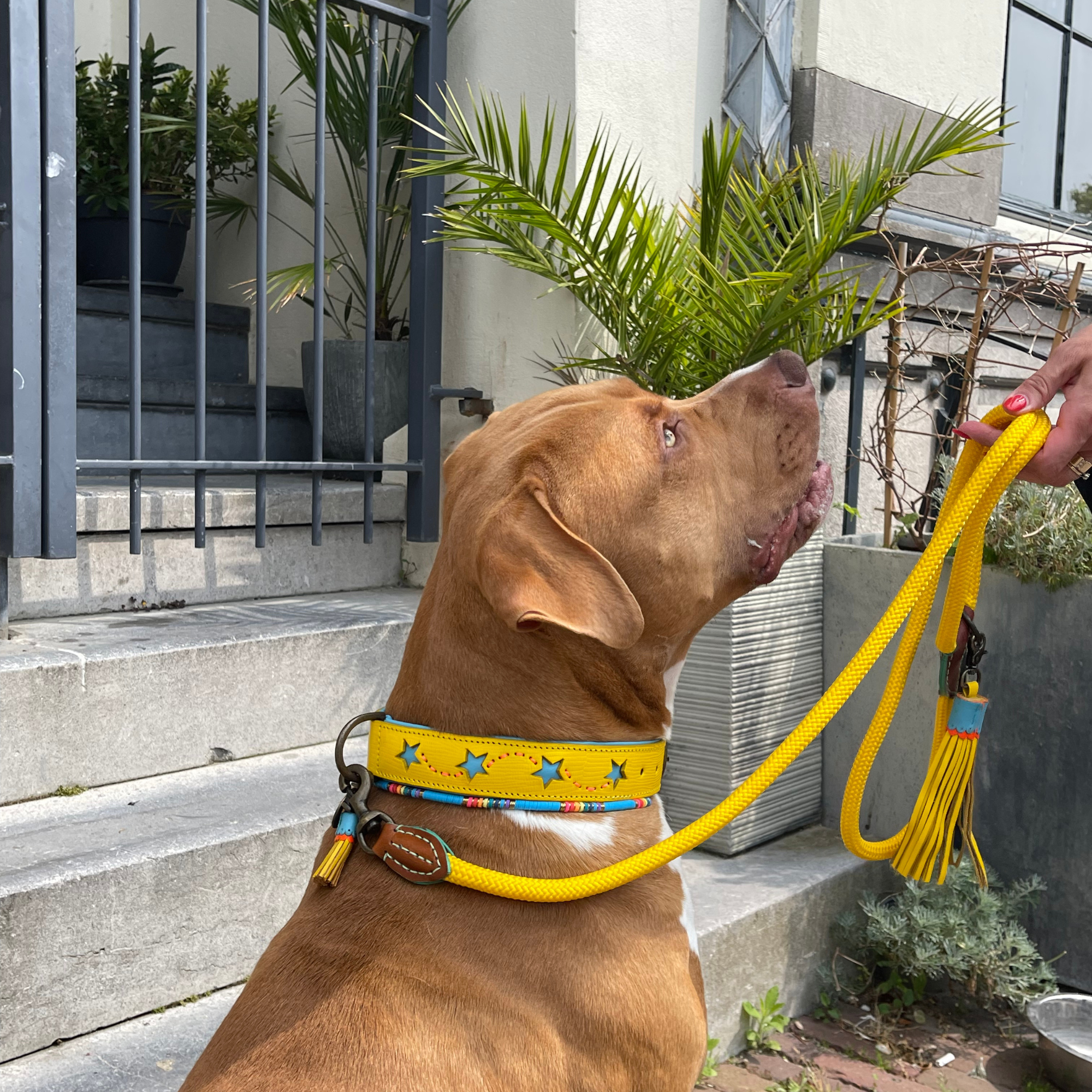 Urban Blue Star Hundehalsband XL (Halsumfang 47-57 cm / 4 cm)