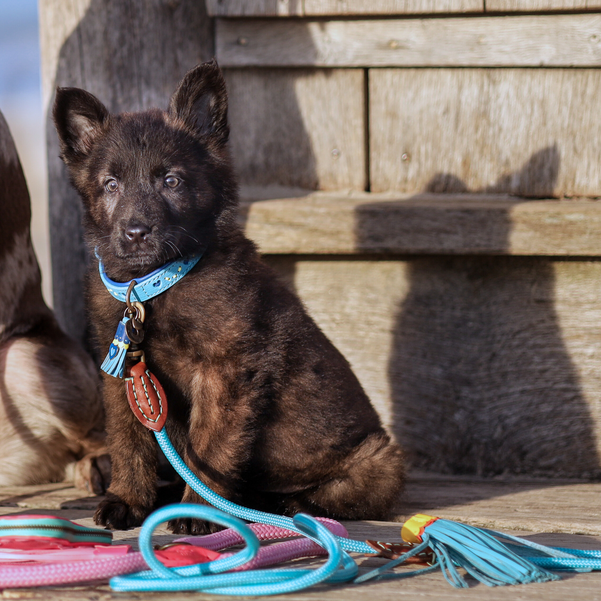 Classic Blues Hondenriem S (155 cm X 1 cm)