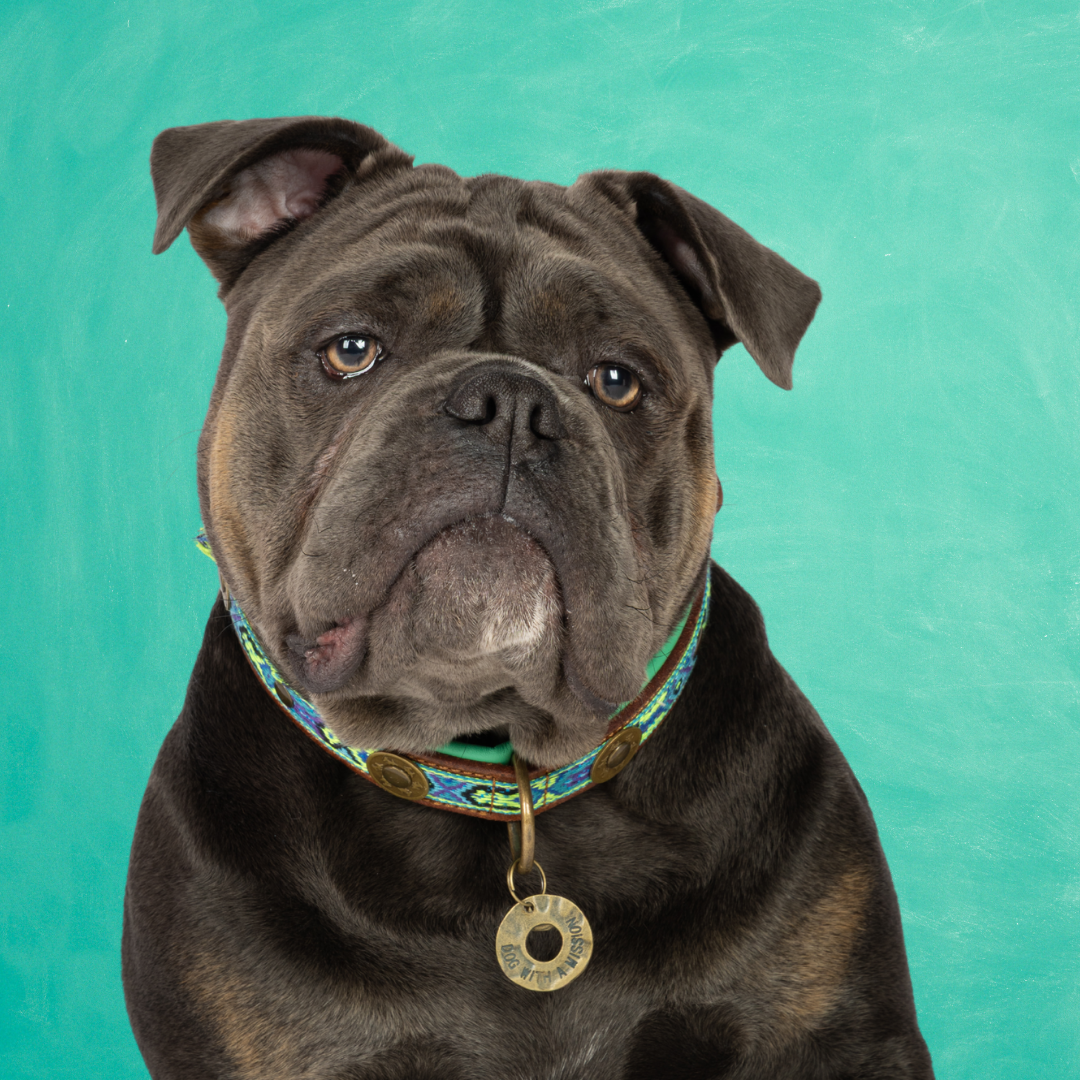 Boho Juan hondenhalsband L 2,5 cm op grote hond met blauw kwastje