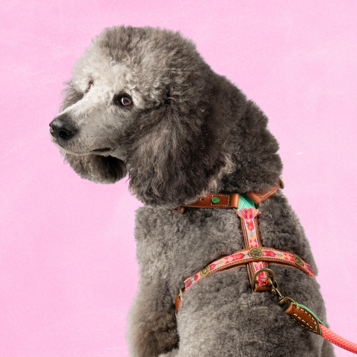 Boho Rosa Ibiza Hundegeschirr DWAM