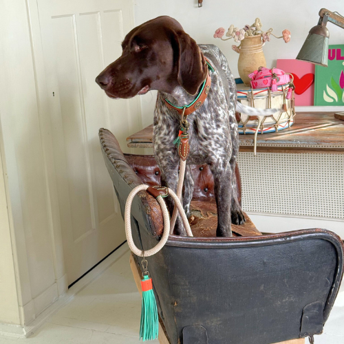 Een hond wacht geduldig aan de handgemaakte Classic Sand hondenriem (maat L), waarbij de turquoise tassel en het messing beslag mooi afsteken.