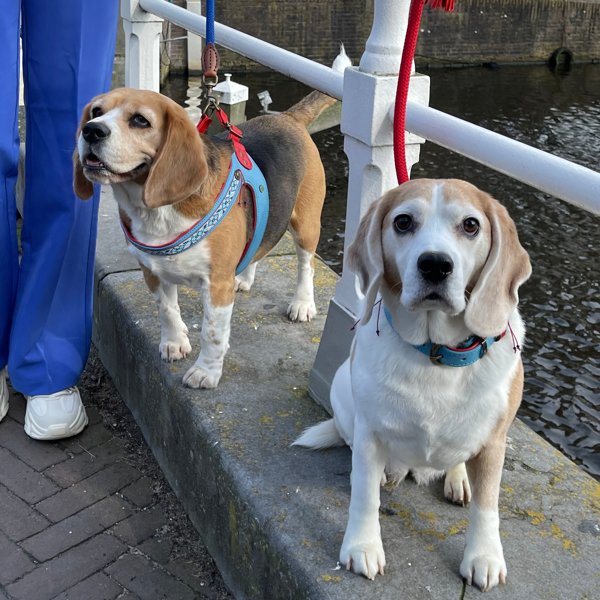 Dutchie Hundegeschirr Größe 7 (50-60 cm)