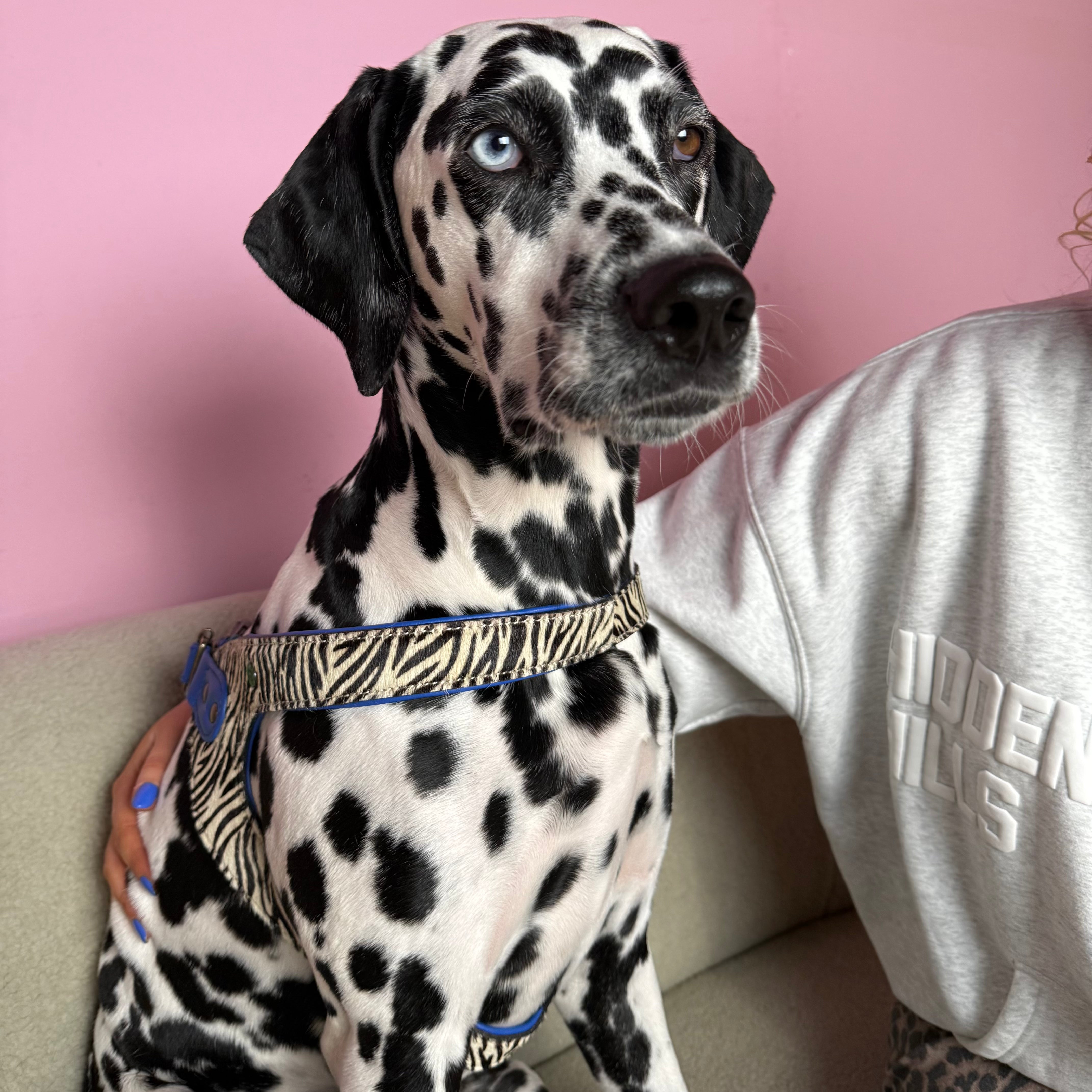 Dandy Hundegeschirr Größe 9 (67-71 cm)