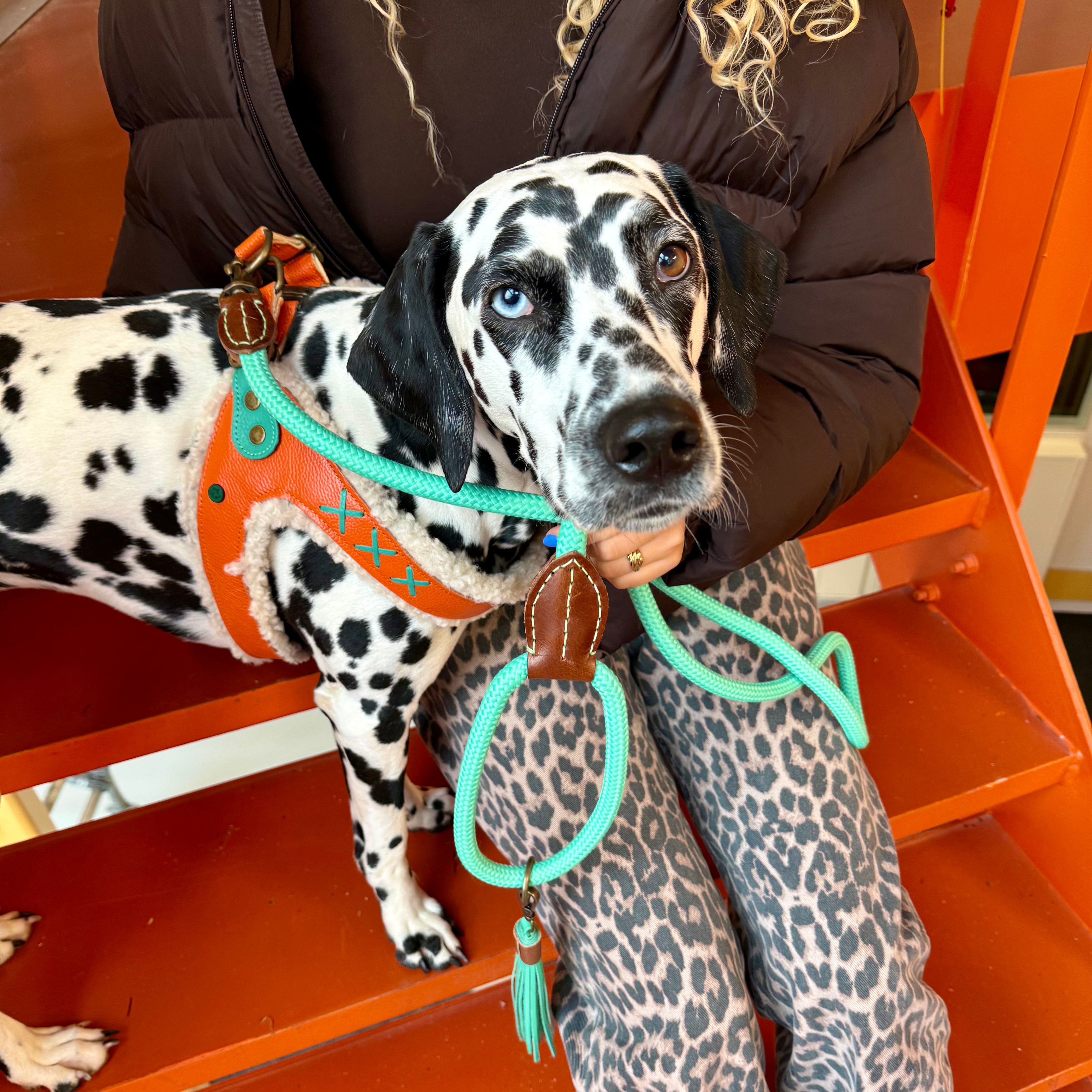 Jottum Orange Hundegeschirr Größe 5 (40-46 cm)