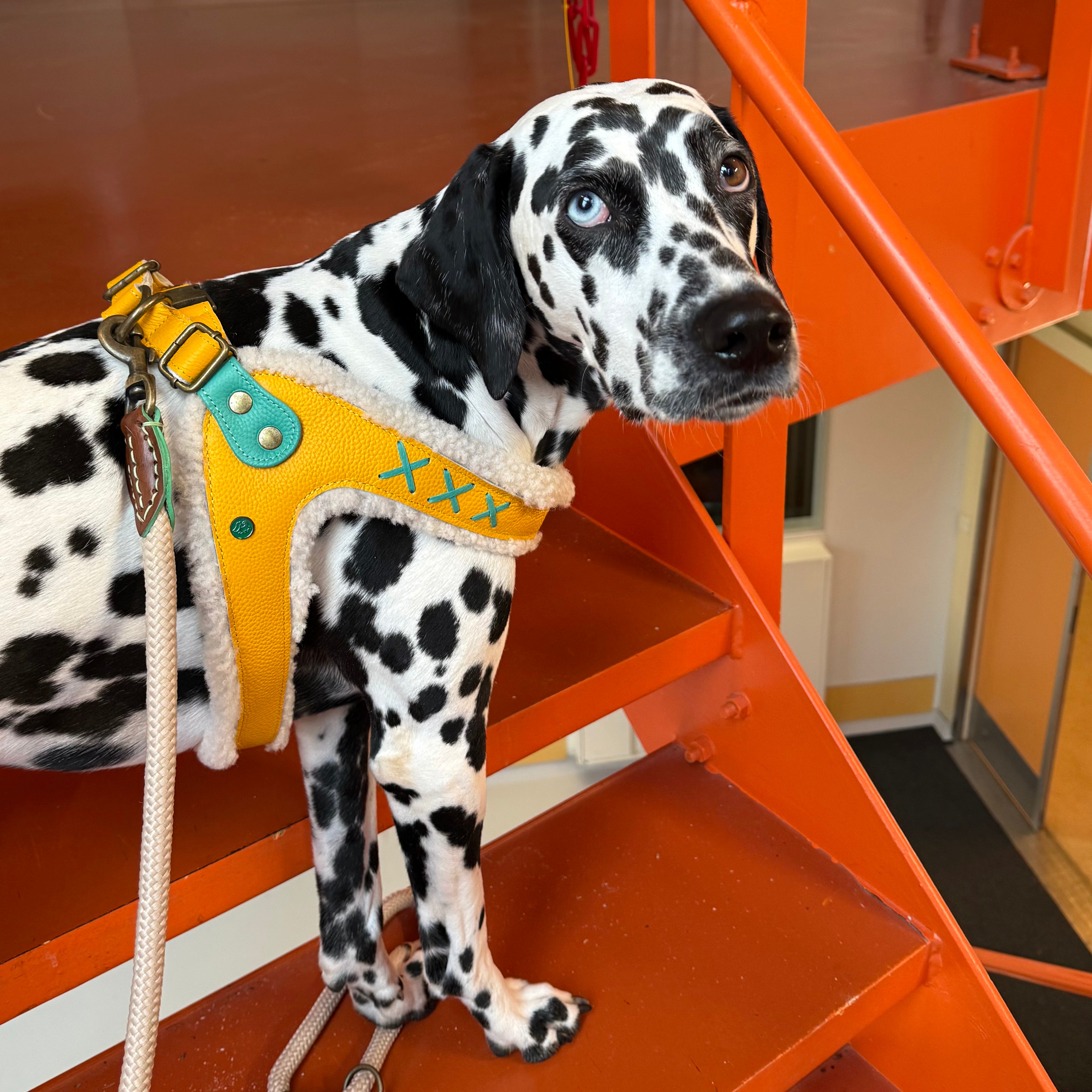 Mokum Gelbes Hundegeschirr Größe 5 (40-46 cm)