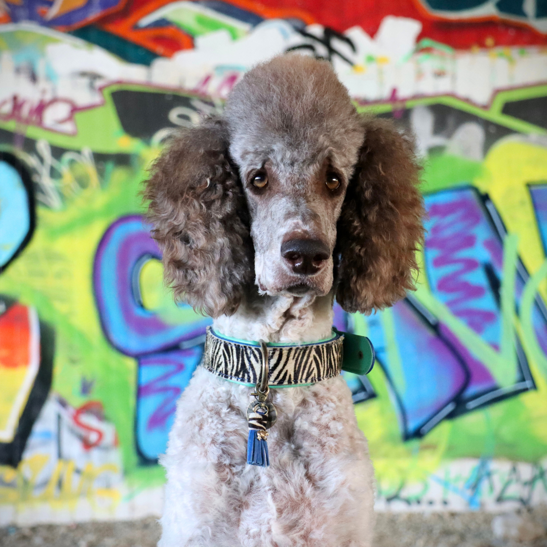 Dandy hondenhalsband M met zebraprint op hond - Dog with a Mission