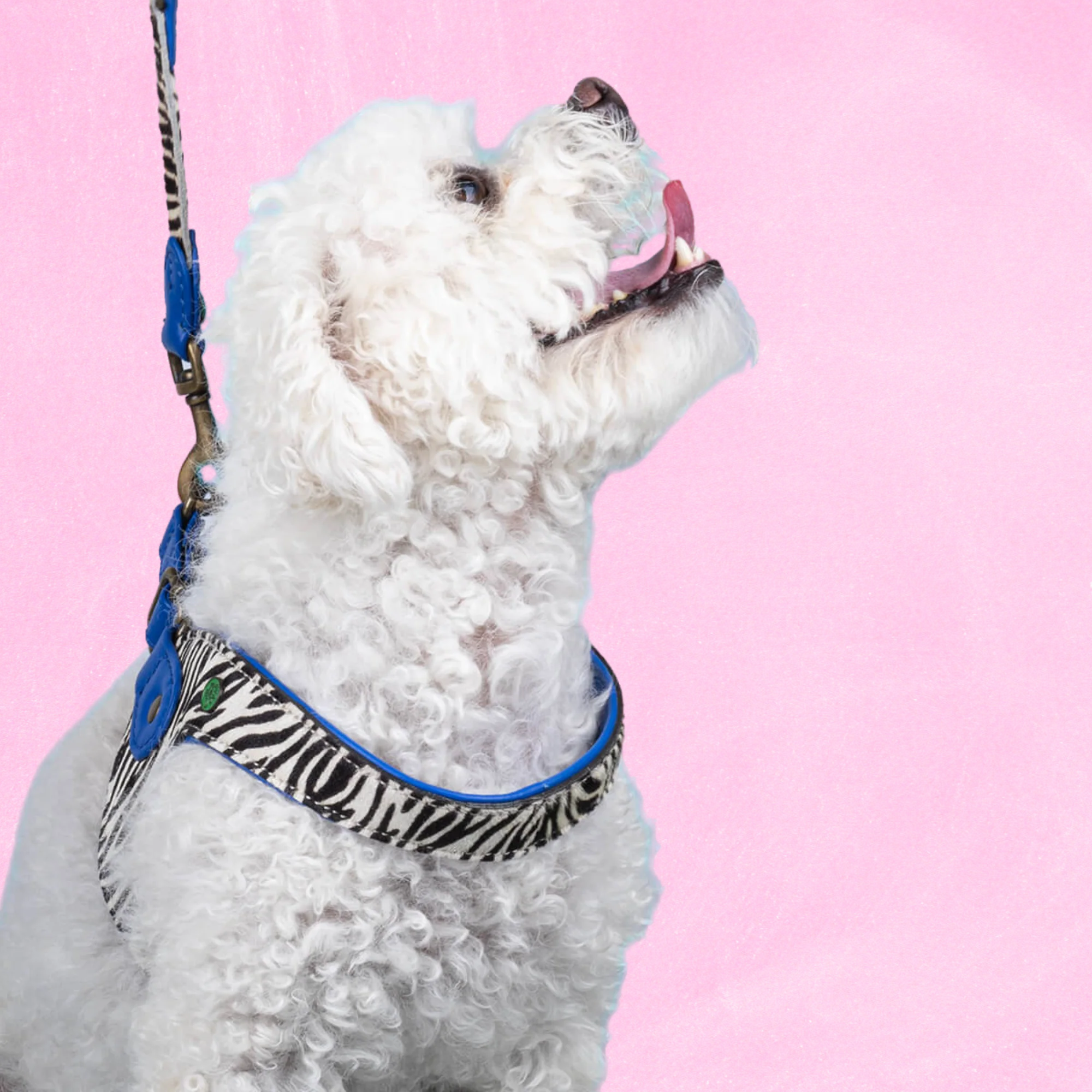 Dandy Hondentuigje Maat 7 (55-59 cm)