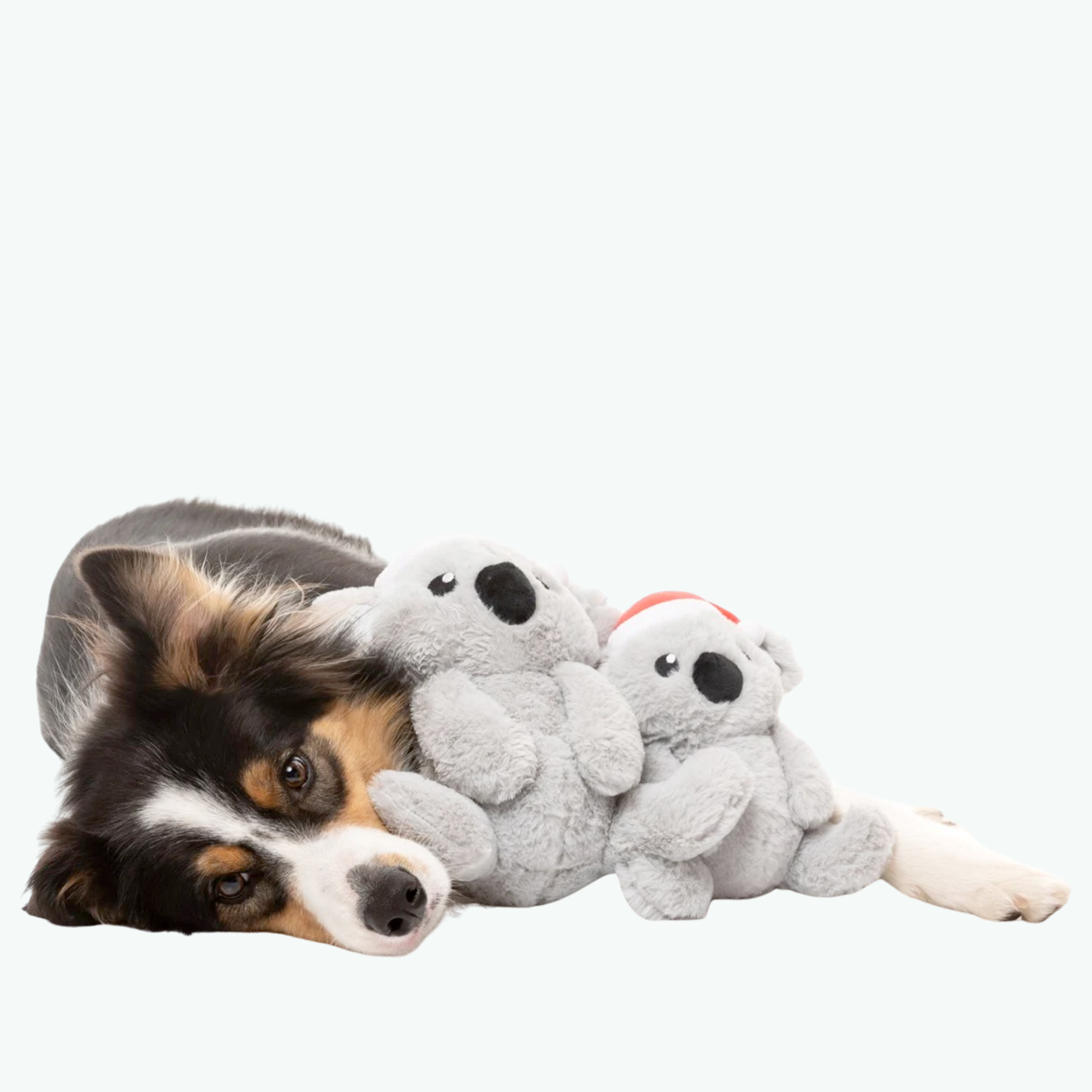 Dog Toy - Coco Koala