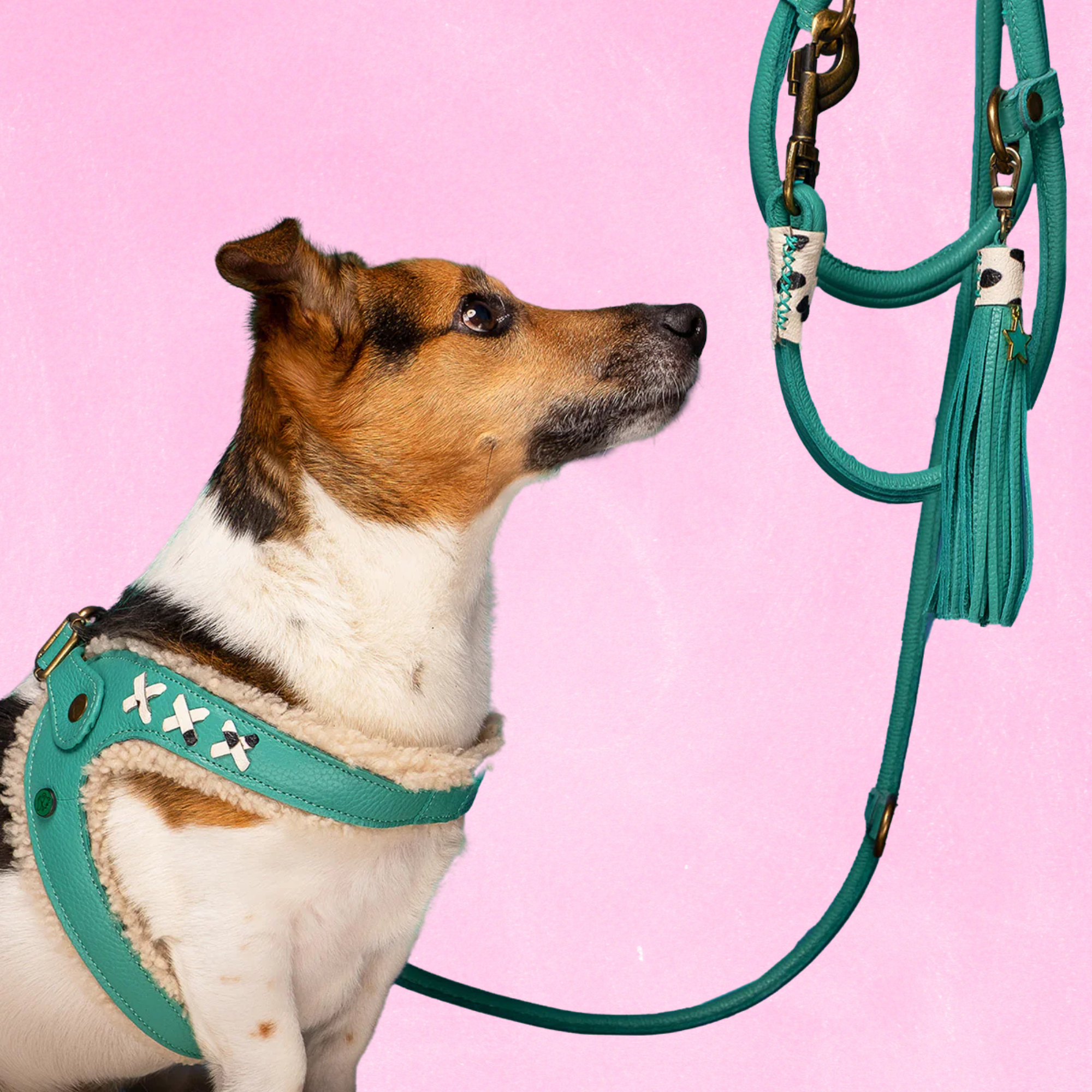 Frenkie Turquoise Hundegeschirr Größe 6 (45-50 cm)