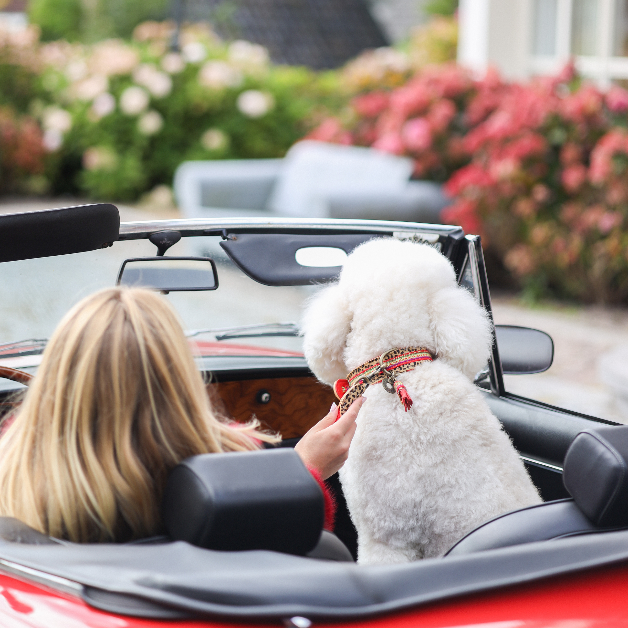 Gypsy Dog Collar XL (Neck size 47-57 cm / 4 cm)