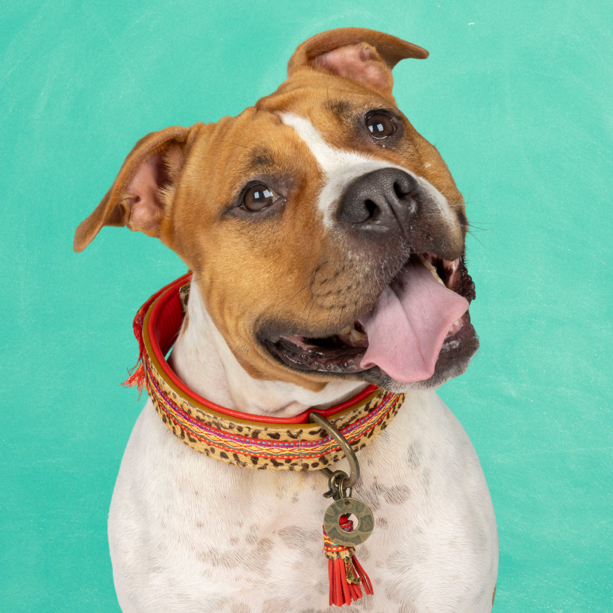 Gypsy Hondenhalsband XL (Halsomvang 47-57 cm / 4 cm)