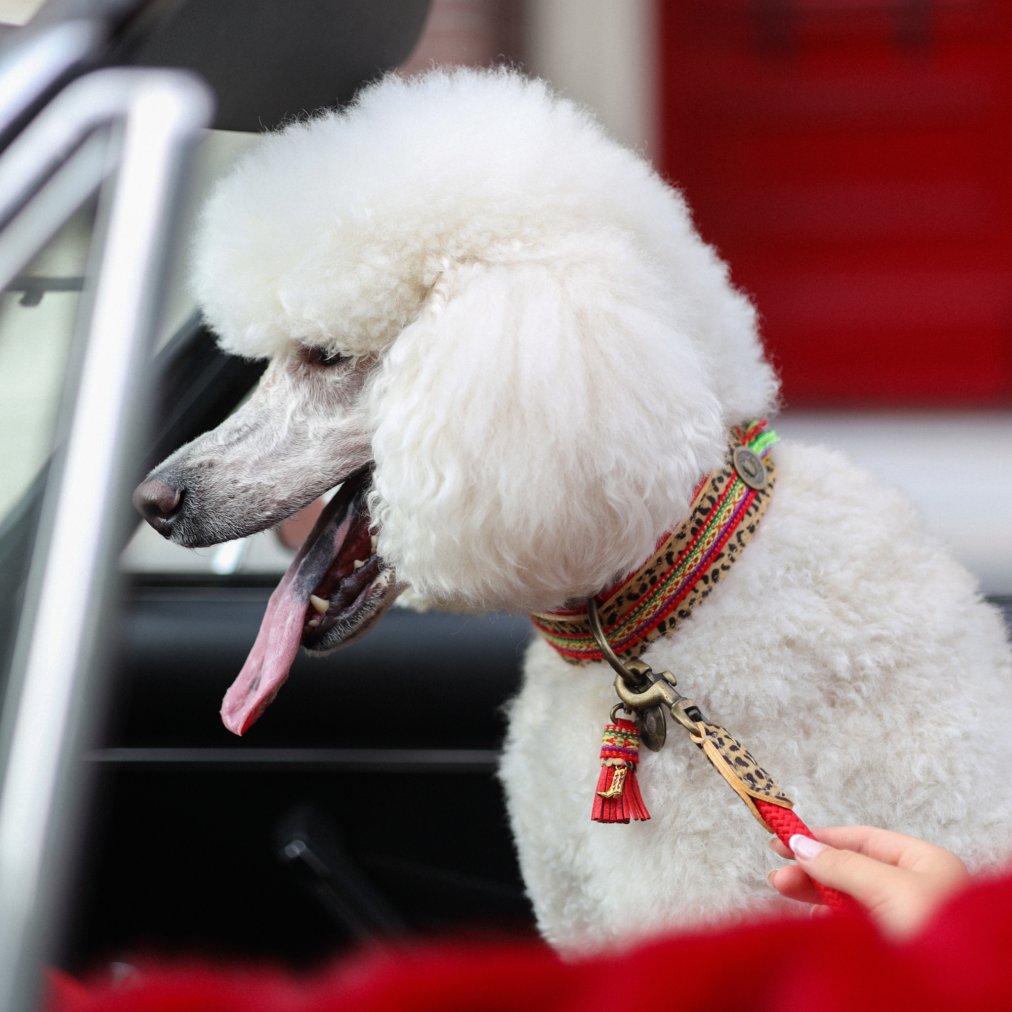 Gypsy Dog Collar XL (Neck size 47-57 cm / 4 cm)