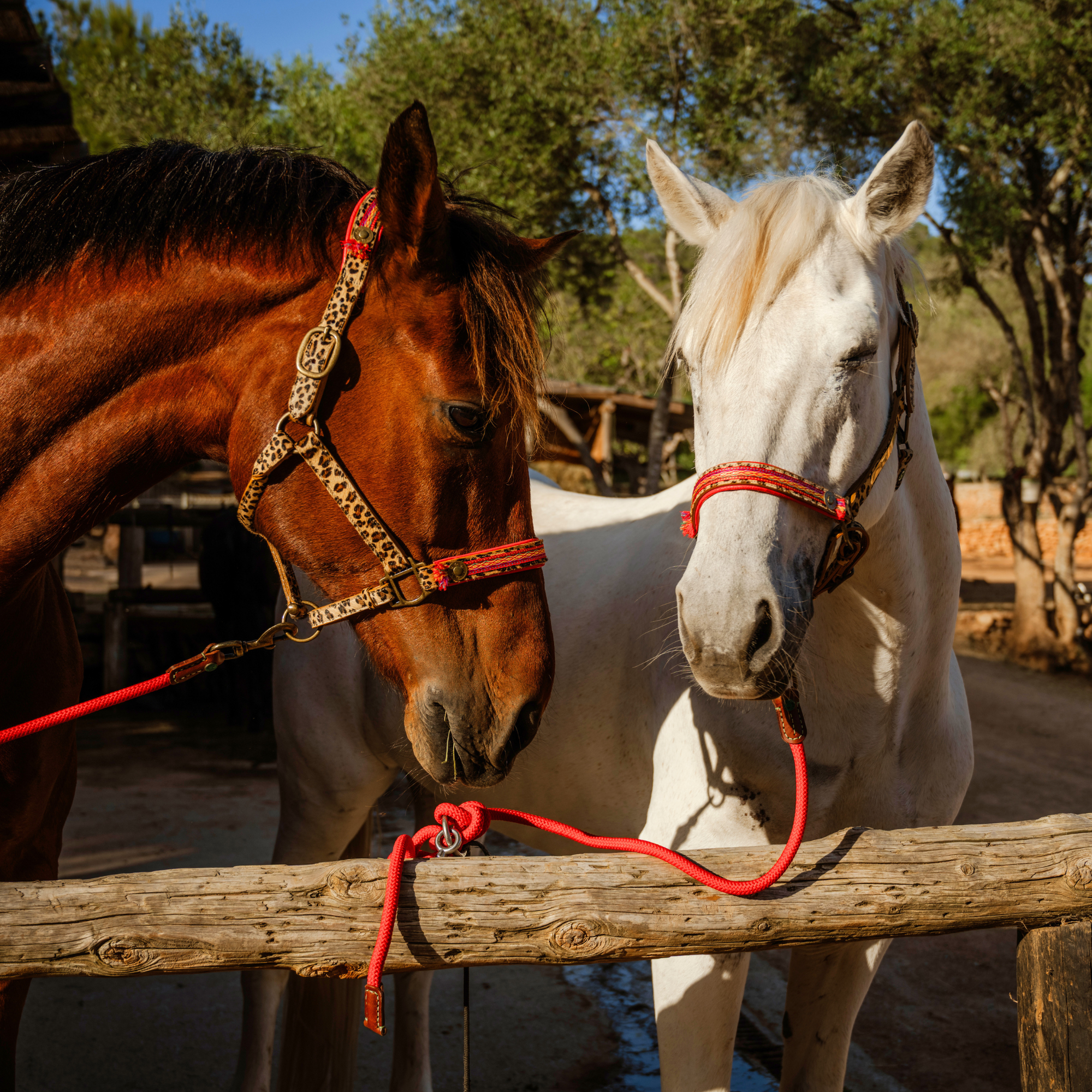 Gypsy Paardenhalster - Full