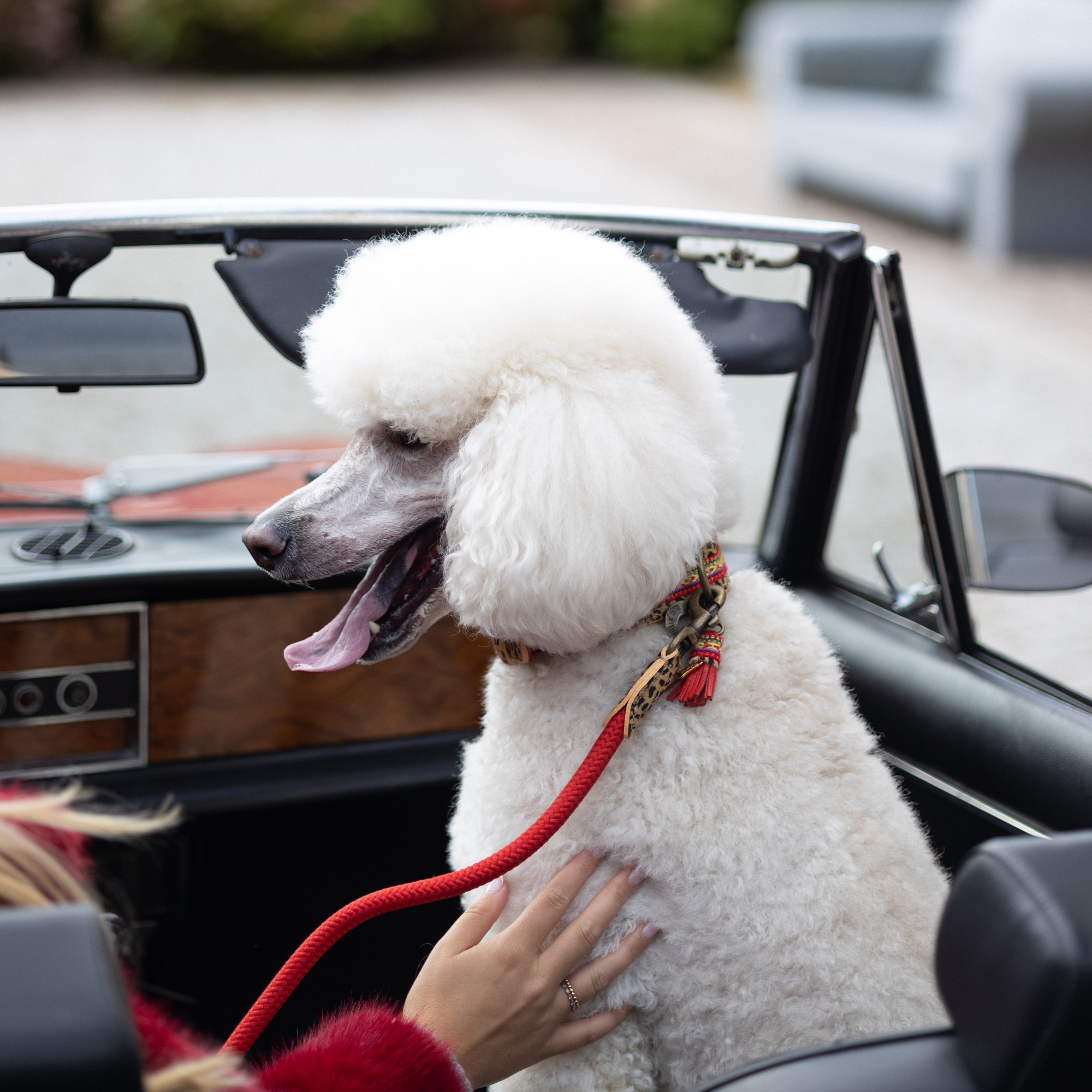 Classic Gypsy Hondenriem L (155 X 1,4 cm)