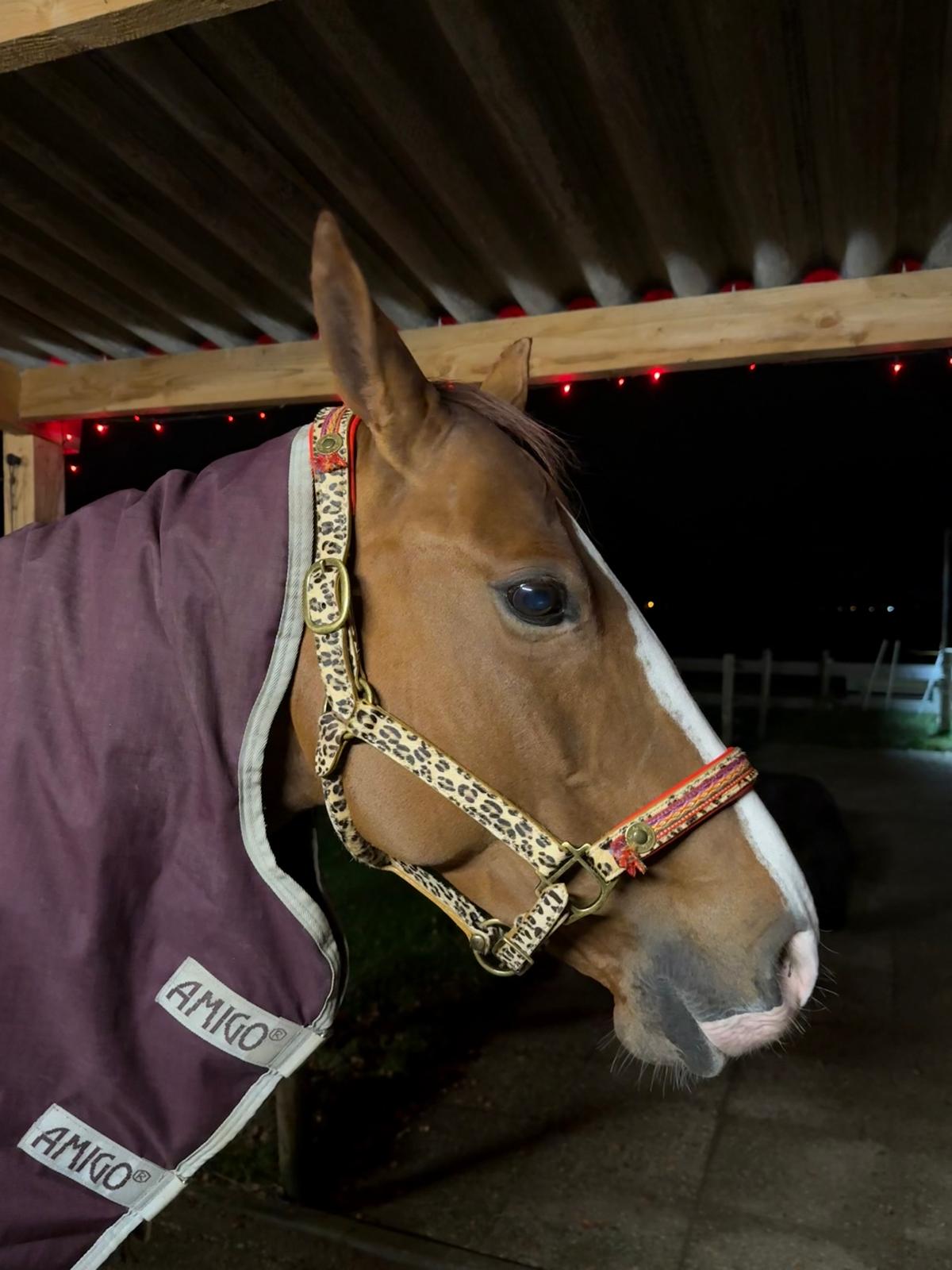 Gypsy Paardenhalster - Cob