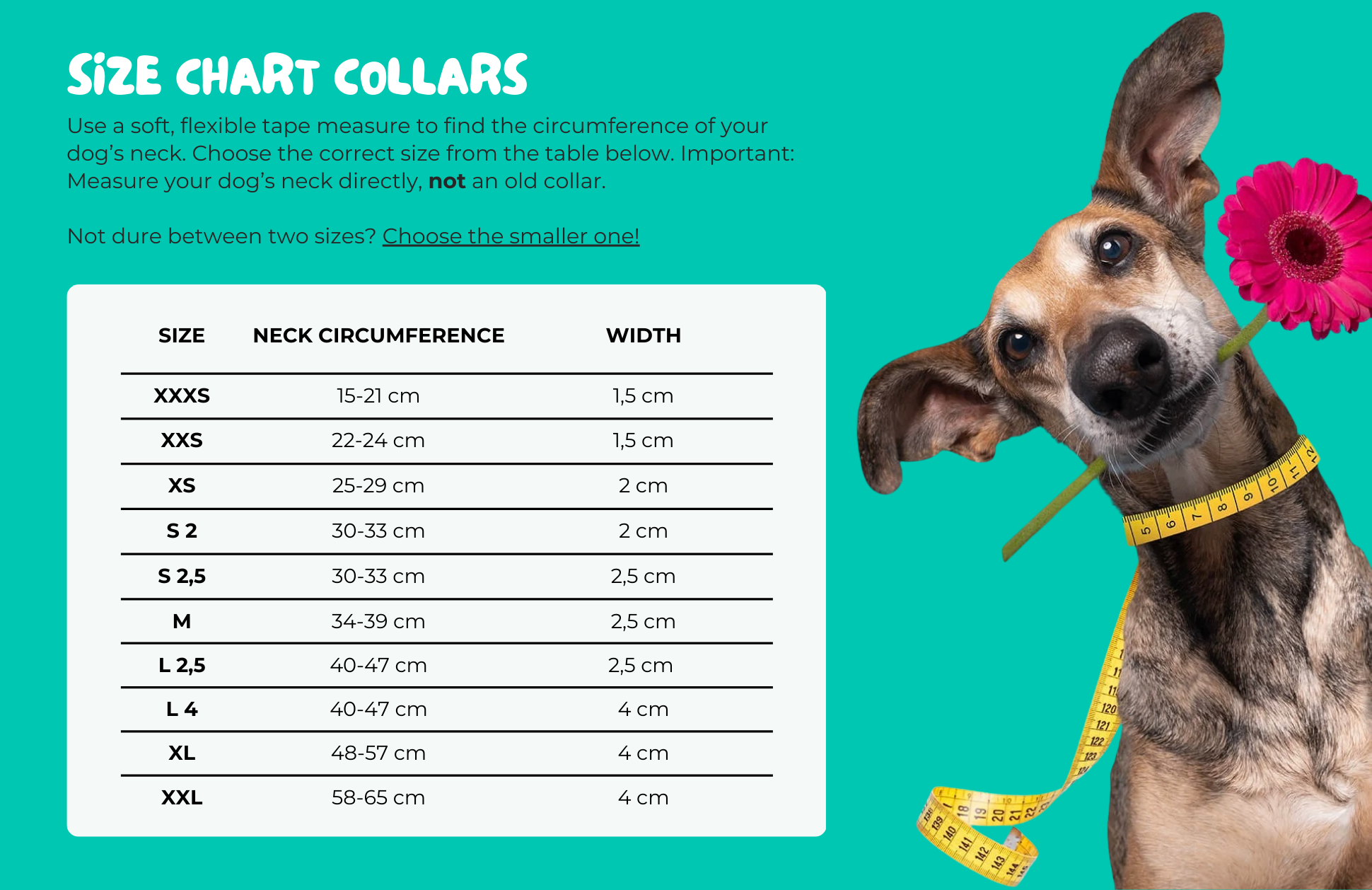 Dutchie Dog Collar XXS (Neck Size 22-24 cm / 2 cm)