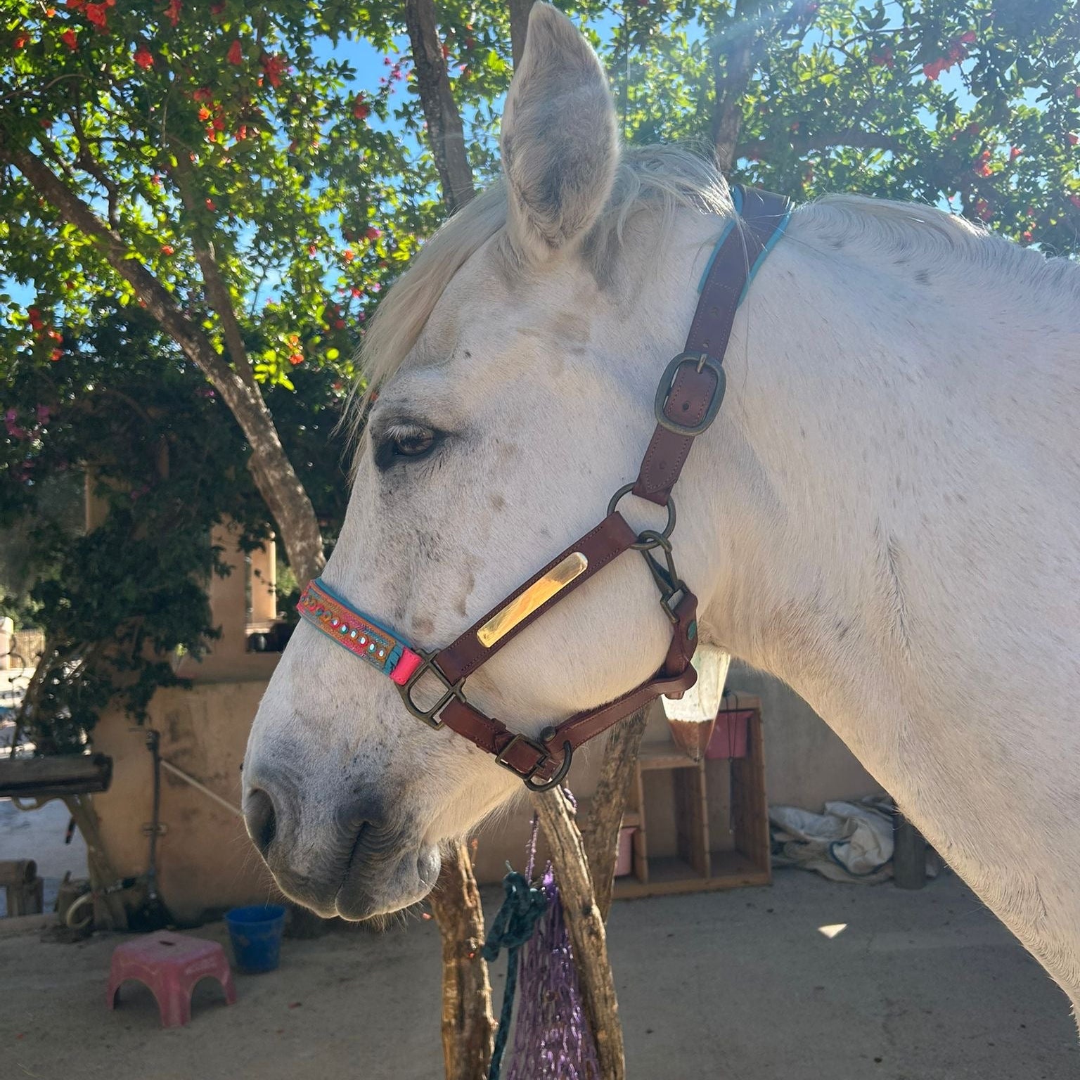 Indian Summer Paardenhalster - Cob