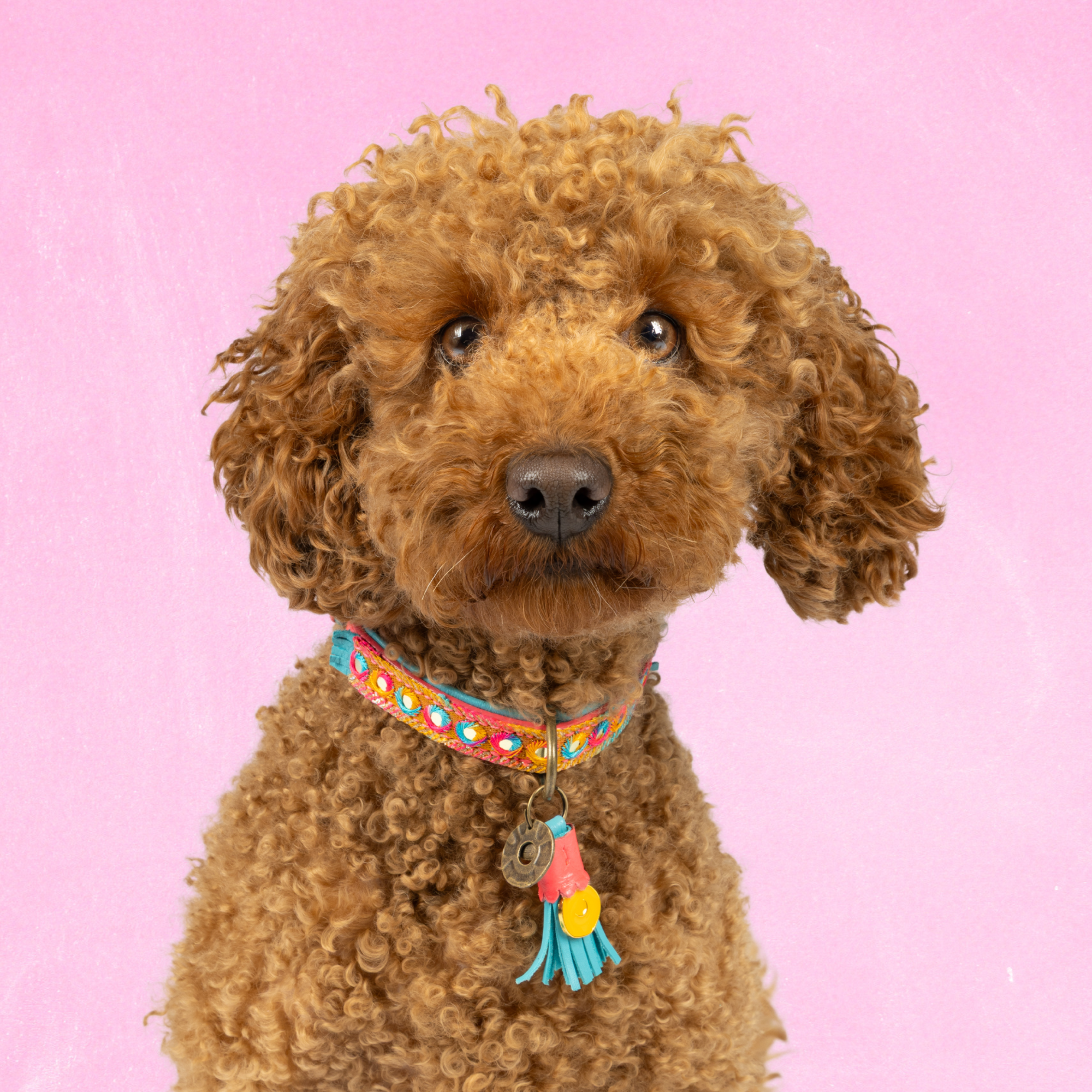 Indian Summer Hundehalsband XS (Halsumfang 25-29 cm / 2 cm)