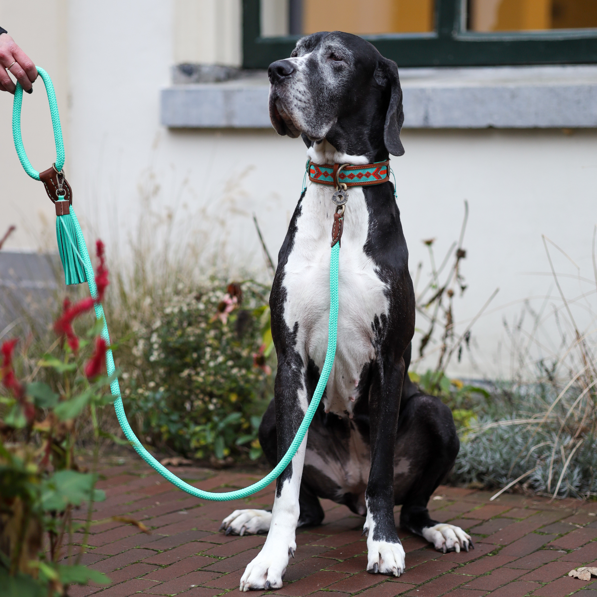 Classic Jade Hundeleine L (155 X 1,4 cm)