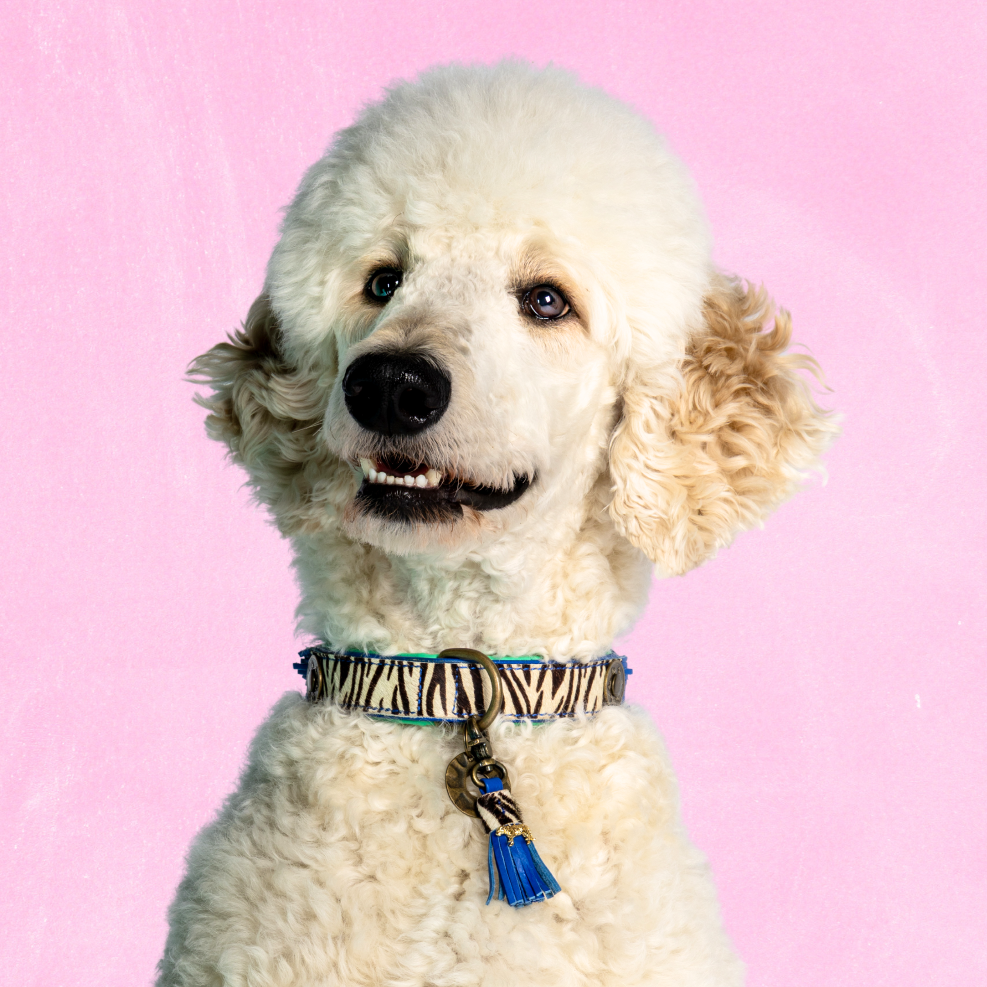 Leren hondenhalsband in blauw met witte zebraprint en blauw kwastje van Dog with a Mission