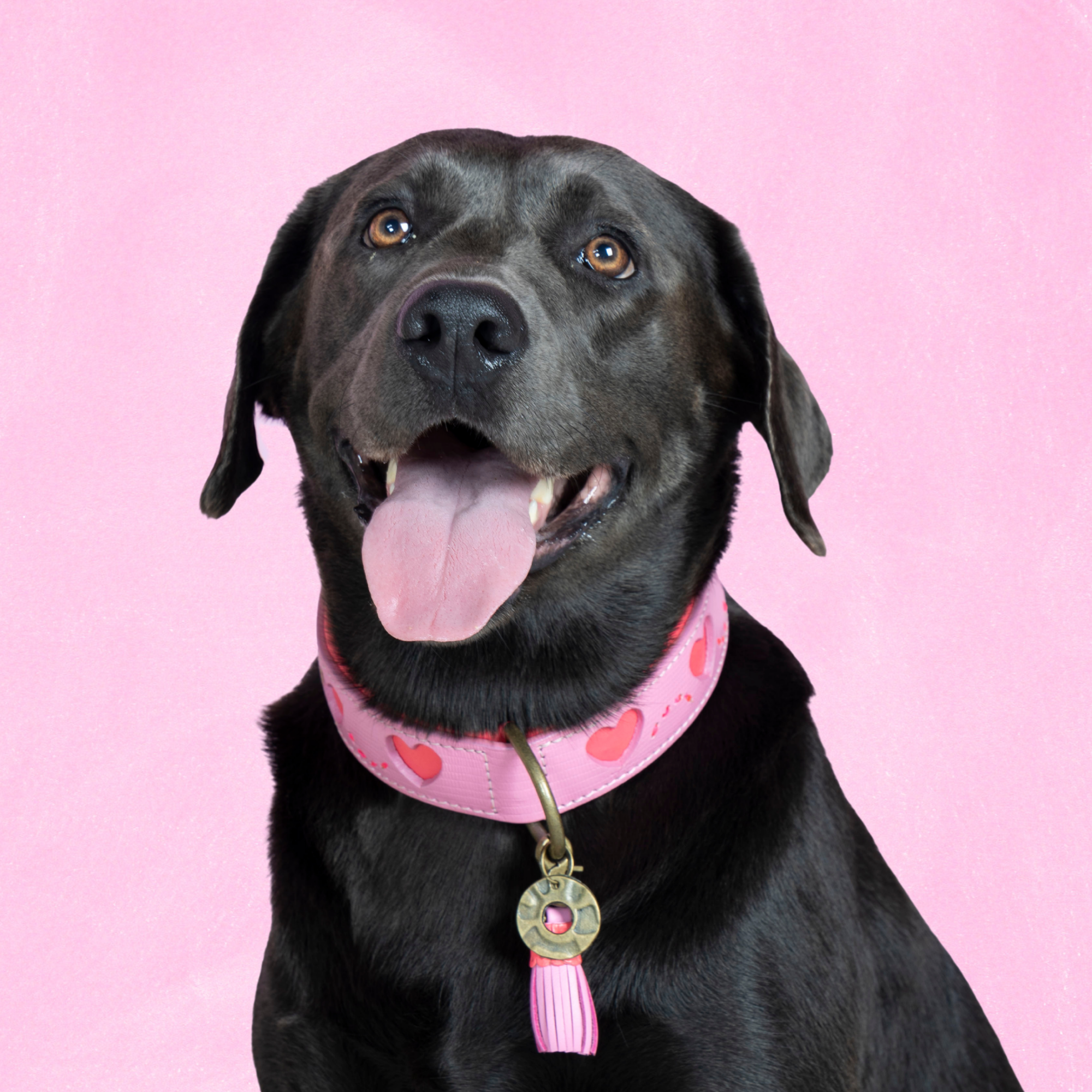 Sweety Hondenhalsband L (Halsomvang 38-47 cm / 4 cm)