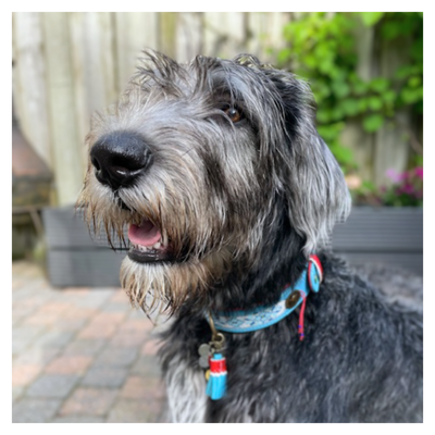 Dutchie Hundehalsband L (Halsumfang 38-47 cm / 4 cm)