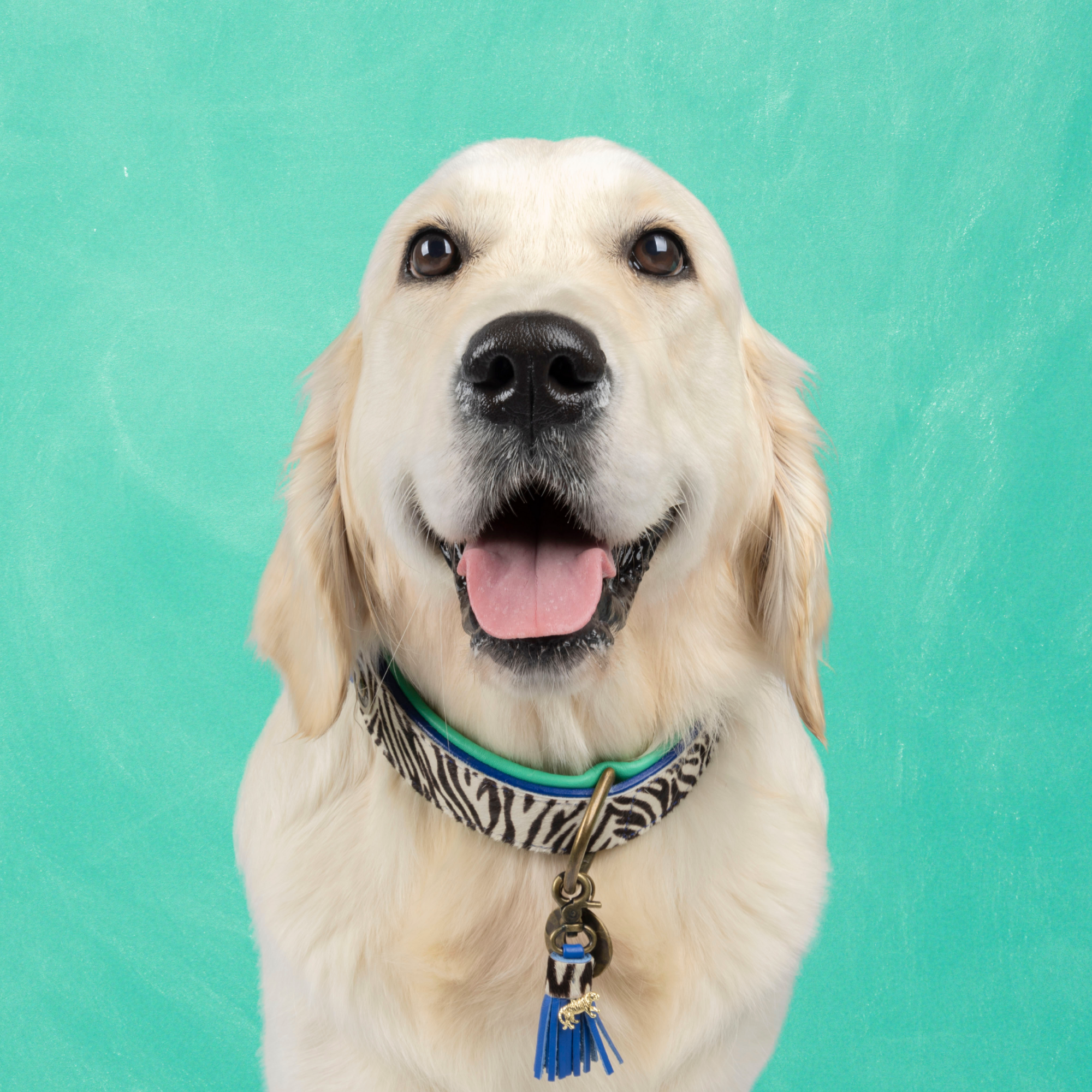 Dandy Hondenhalsband L (Halsomvang 38-47 cm / 4 cm)