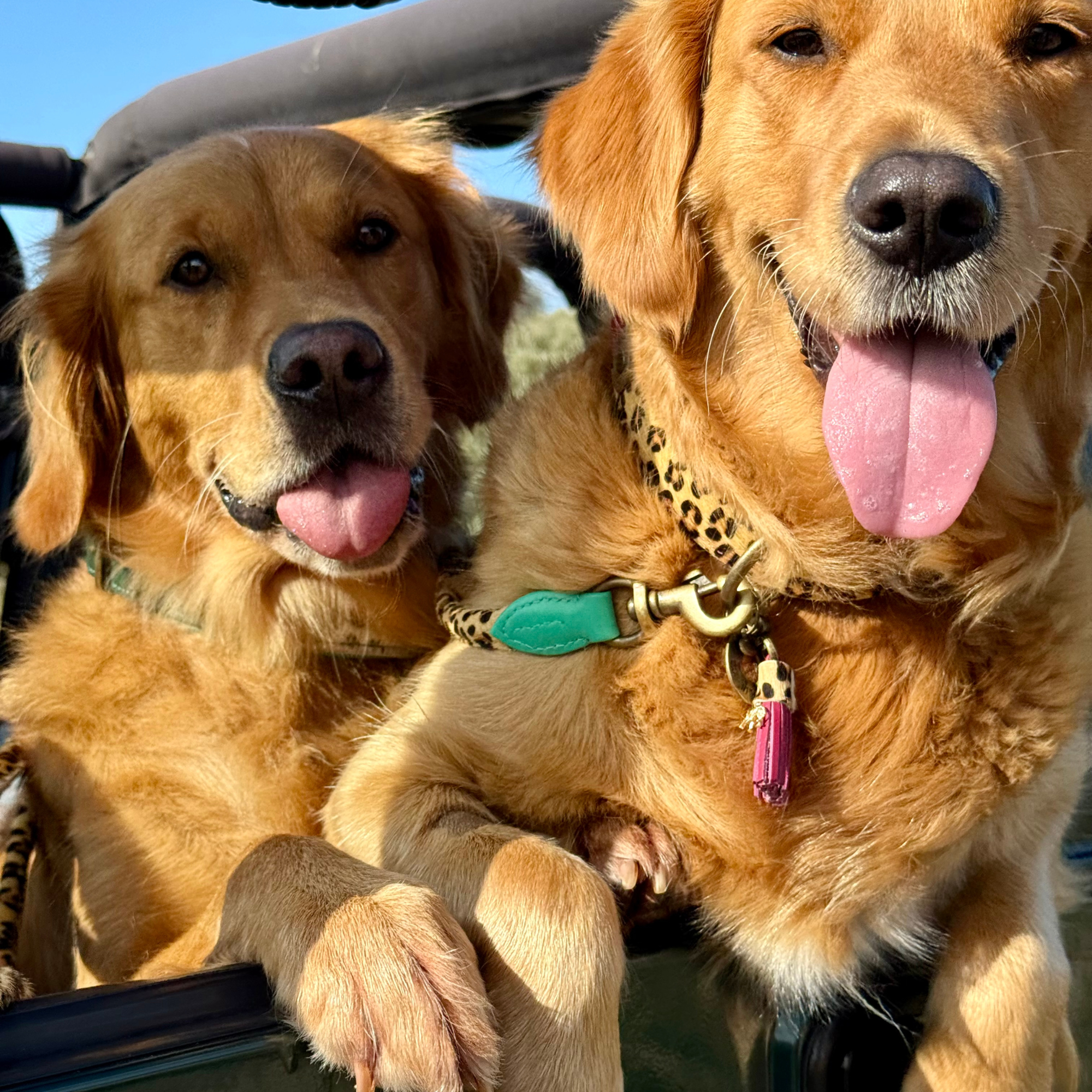 Lou Lou Hundehalsband M (Halsumfang 32-39 cm / 2,5 cm)