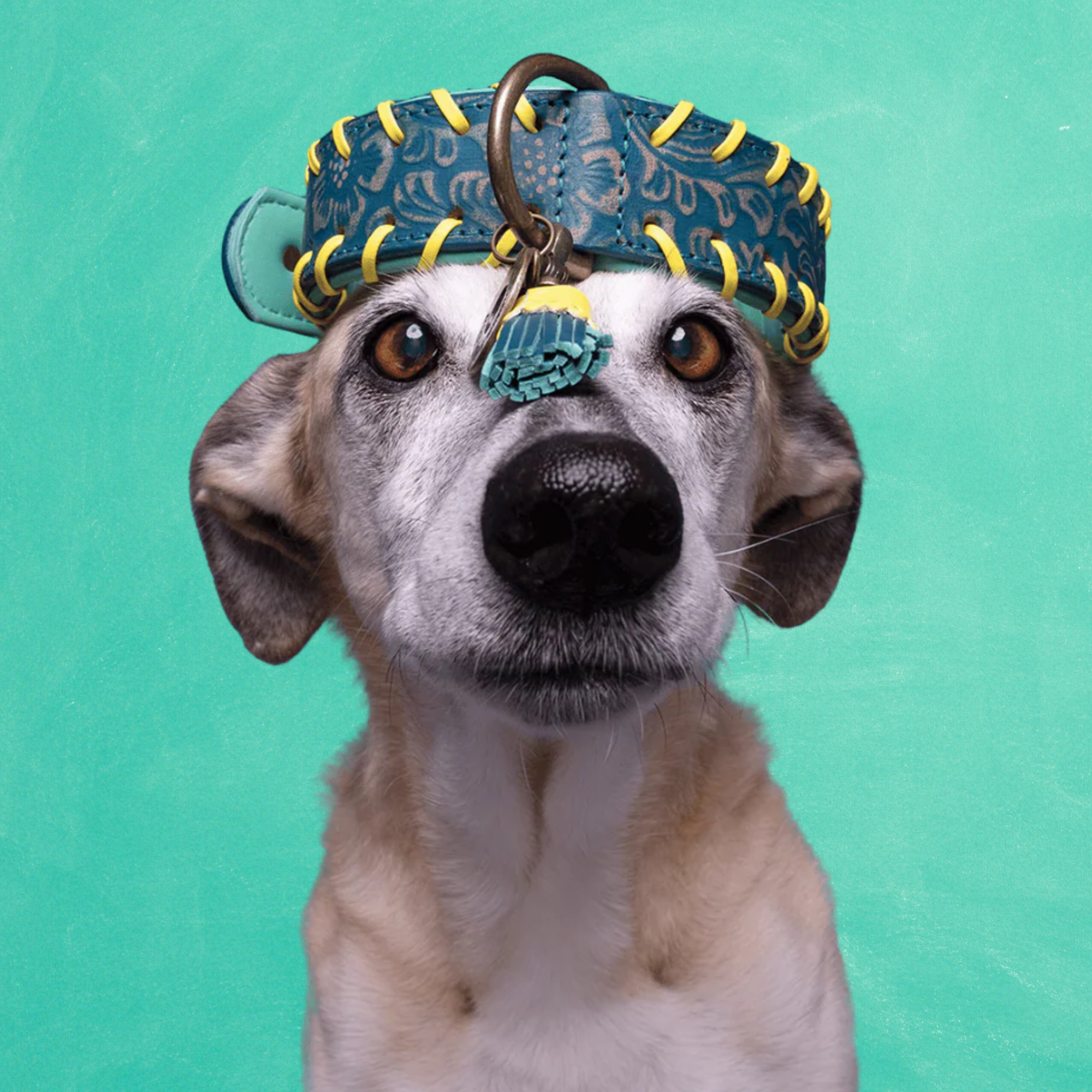 Jack Hondenhalsband XXS ( Halsomvang 19-24 cm / 2 cm)